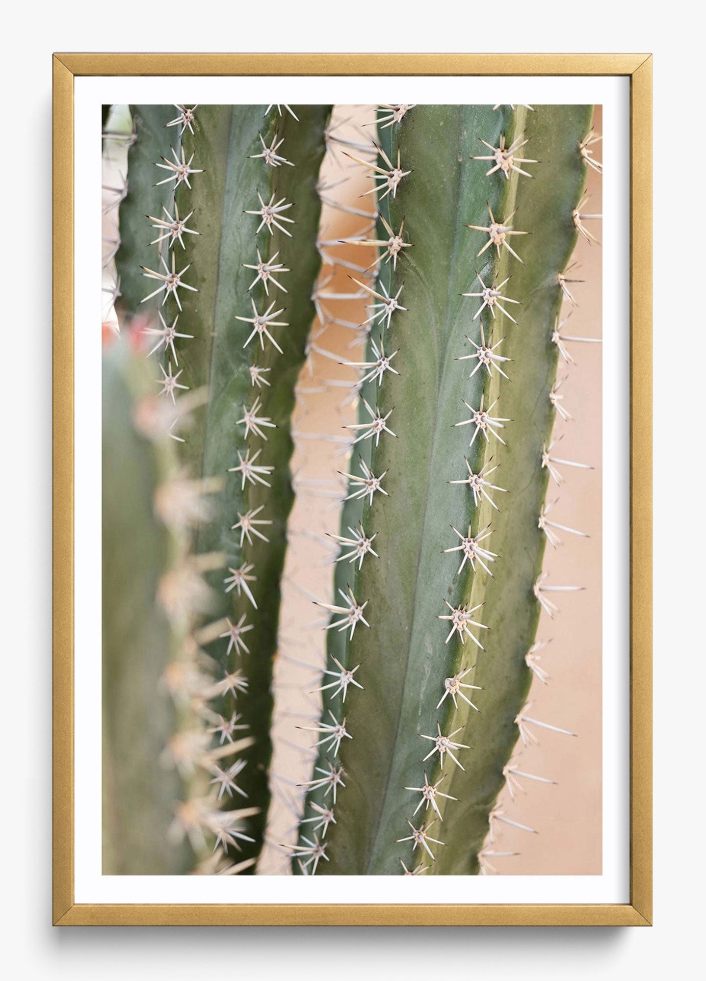 Coral Cactus