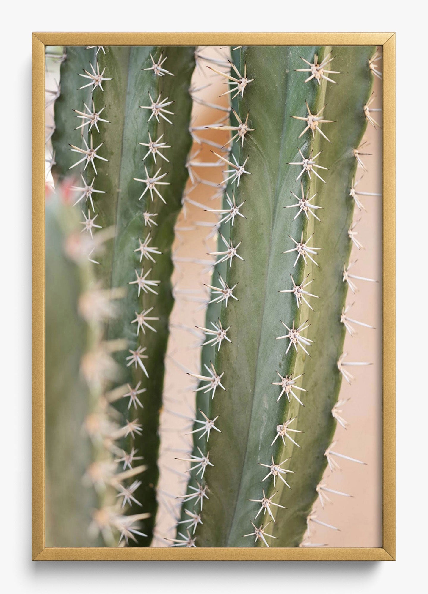 Coral Cactus