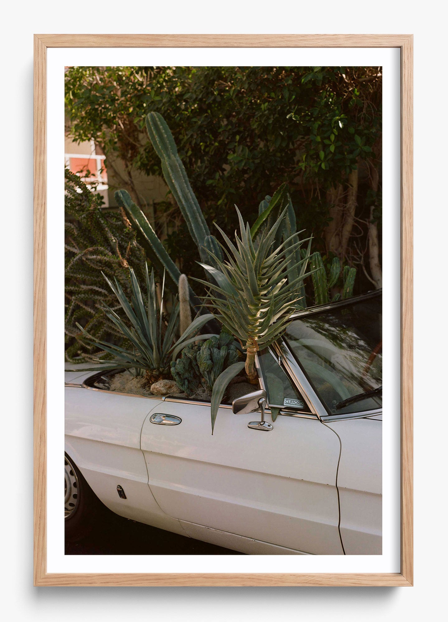 Desert Raised