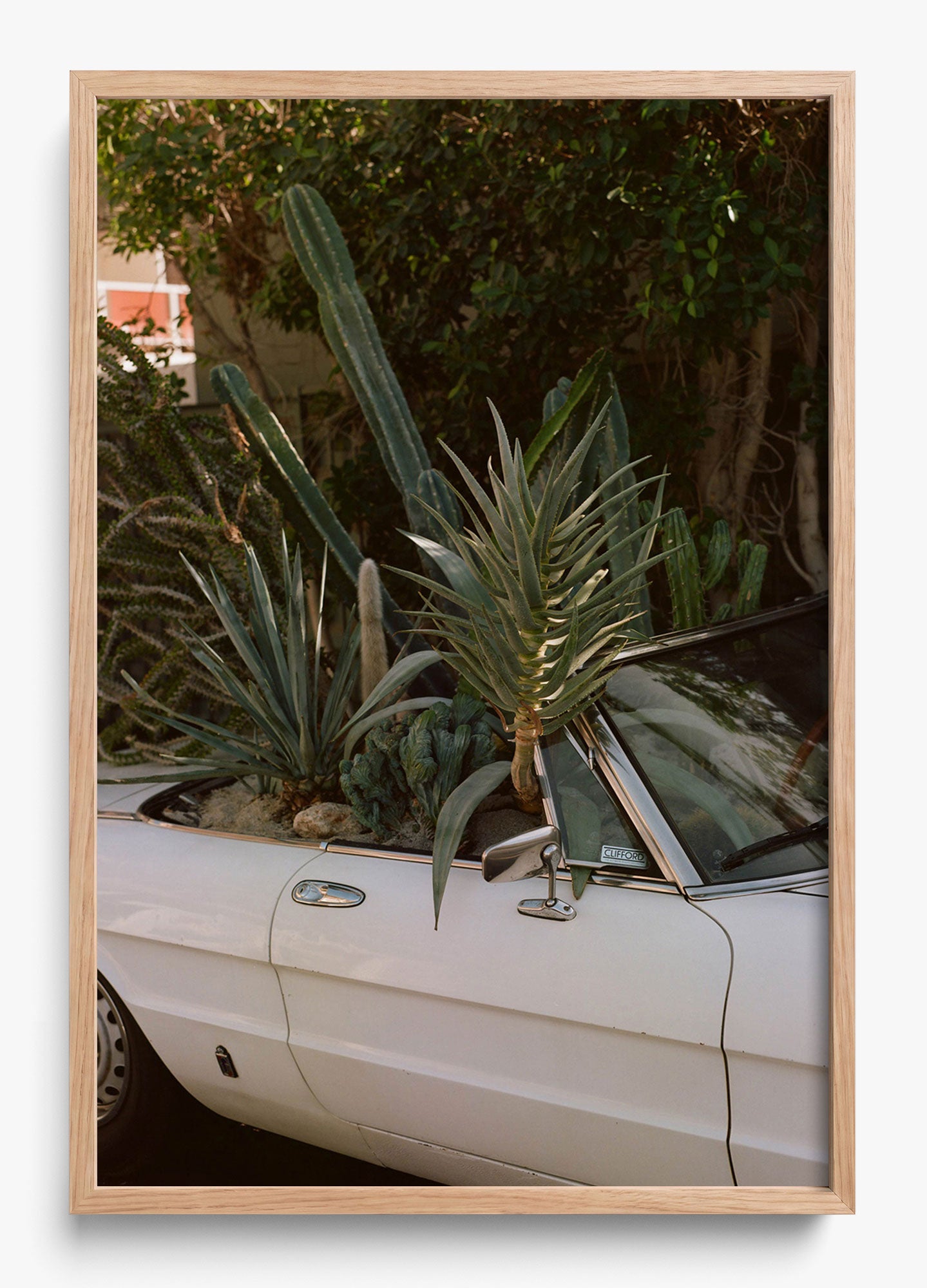 Desert Raised