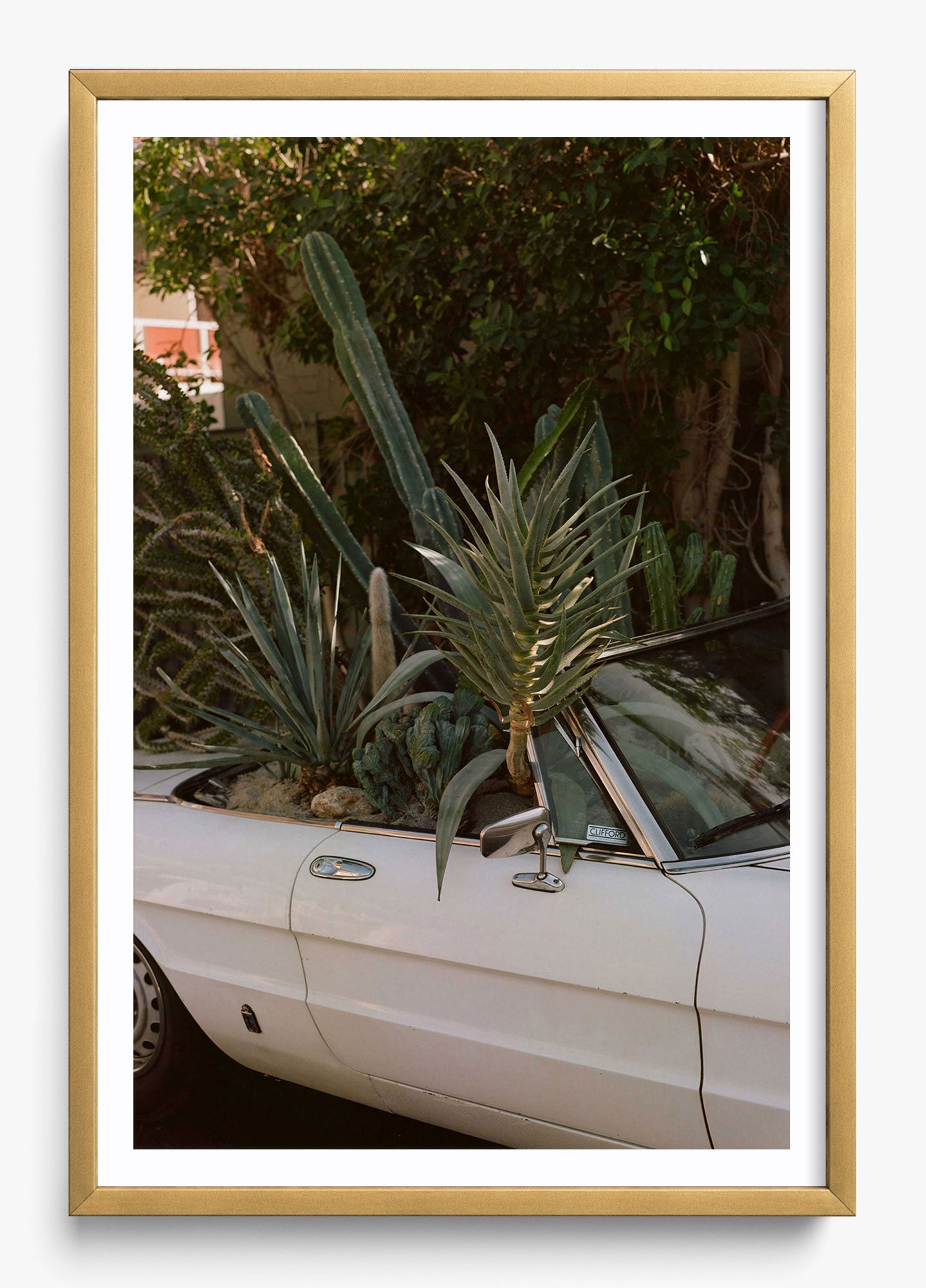 Desert Raised