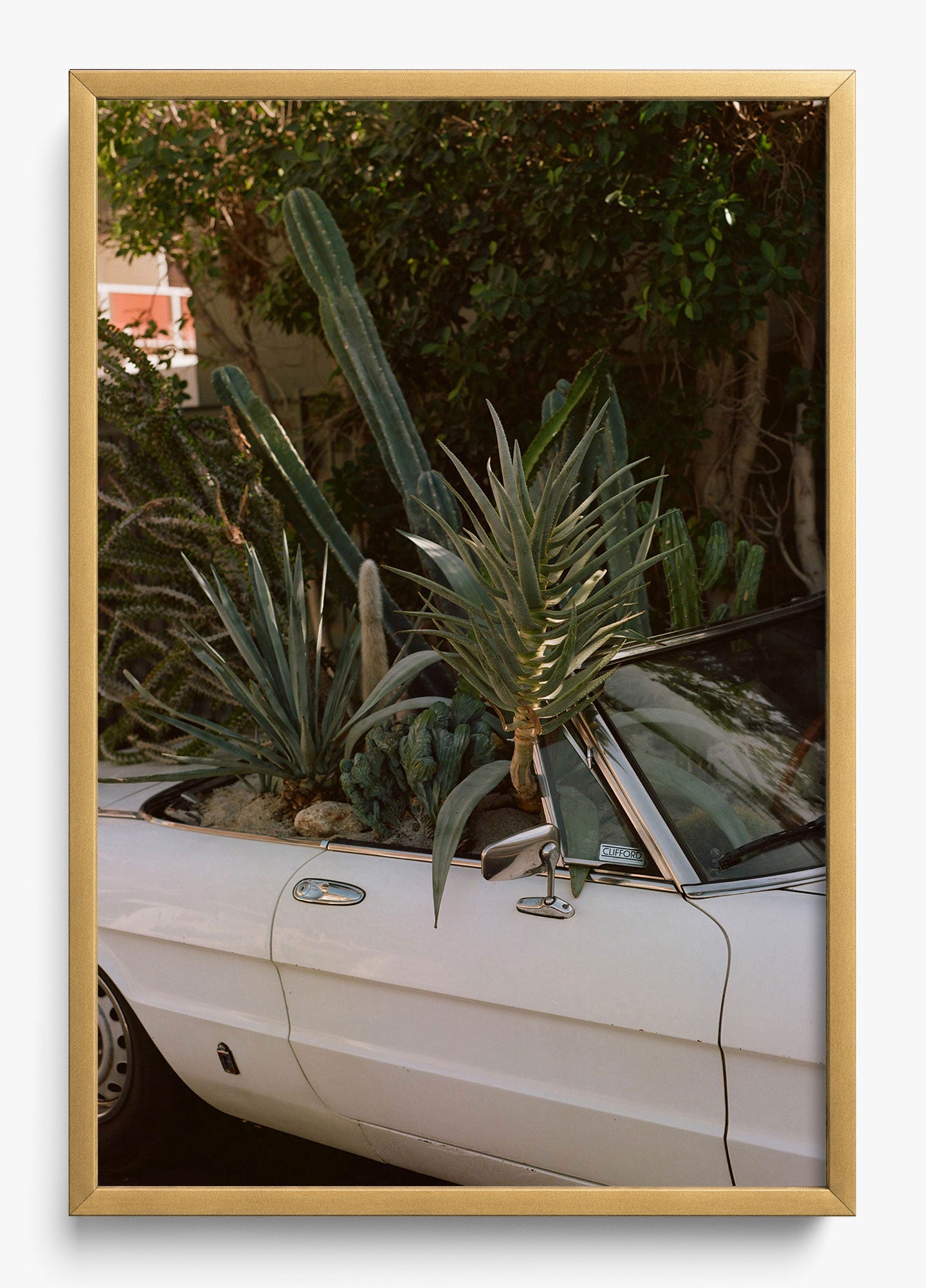Desert Raised
