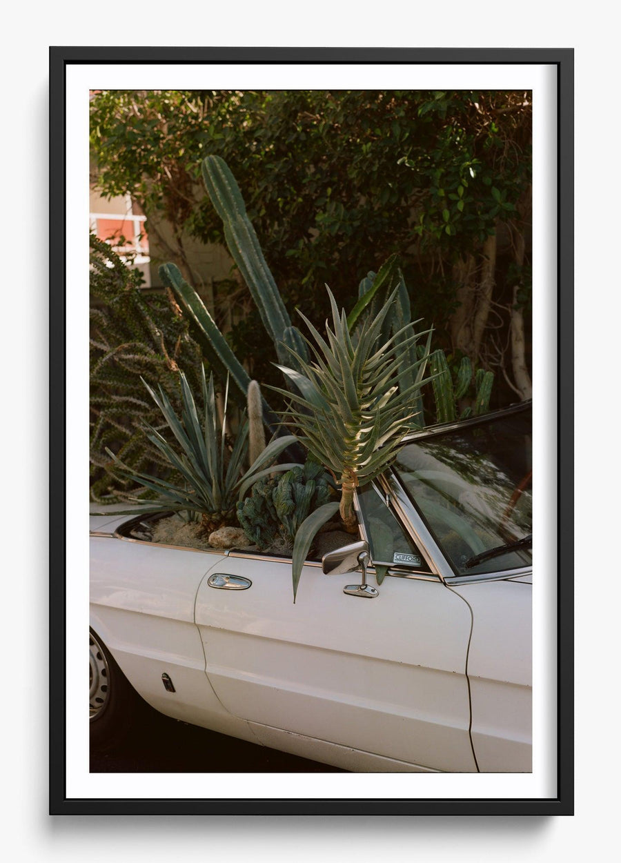 Desert Raised