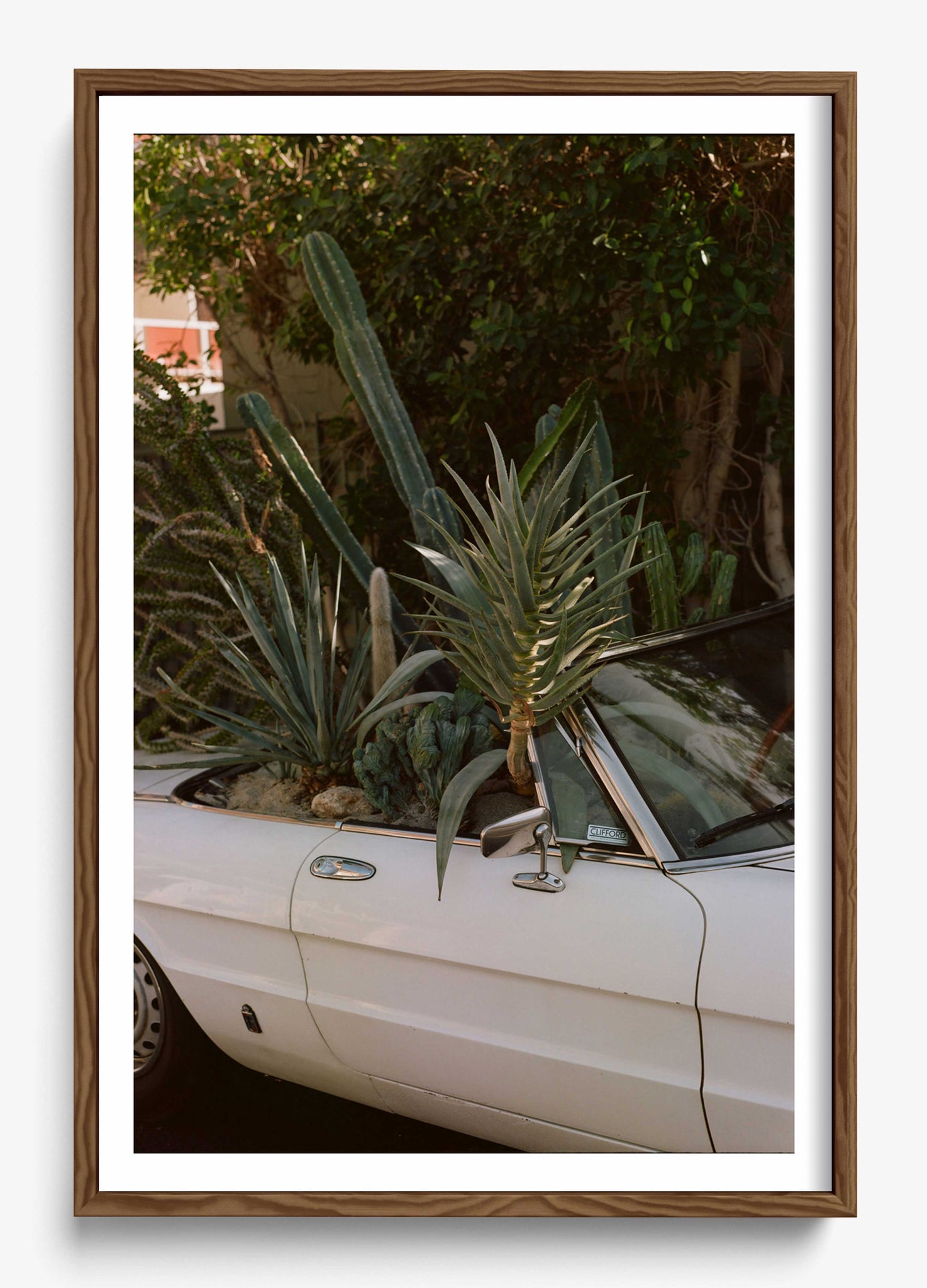 Desert Raised