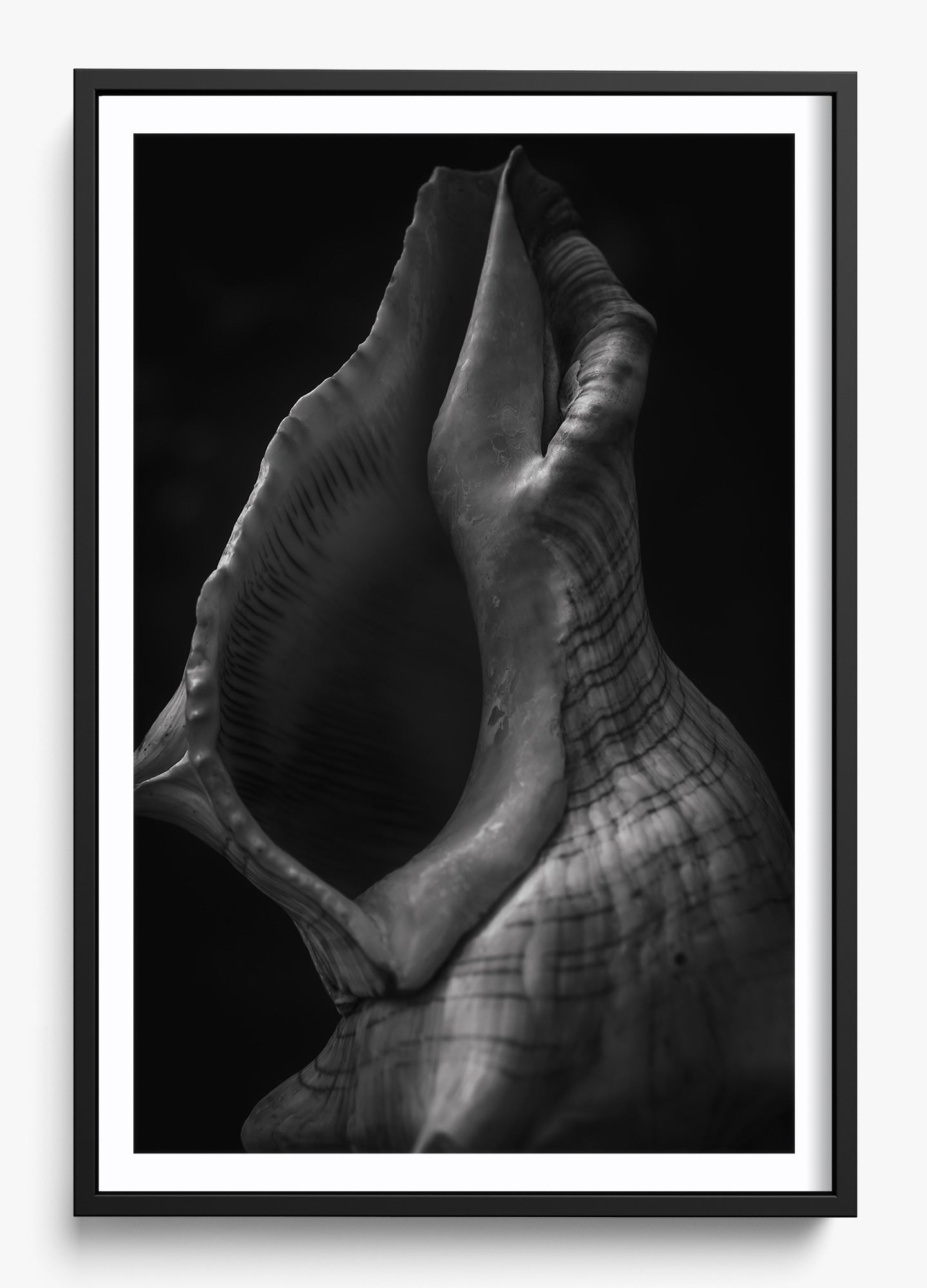 Echo