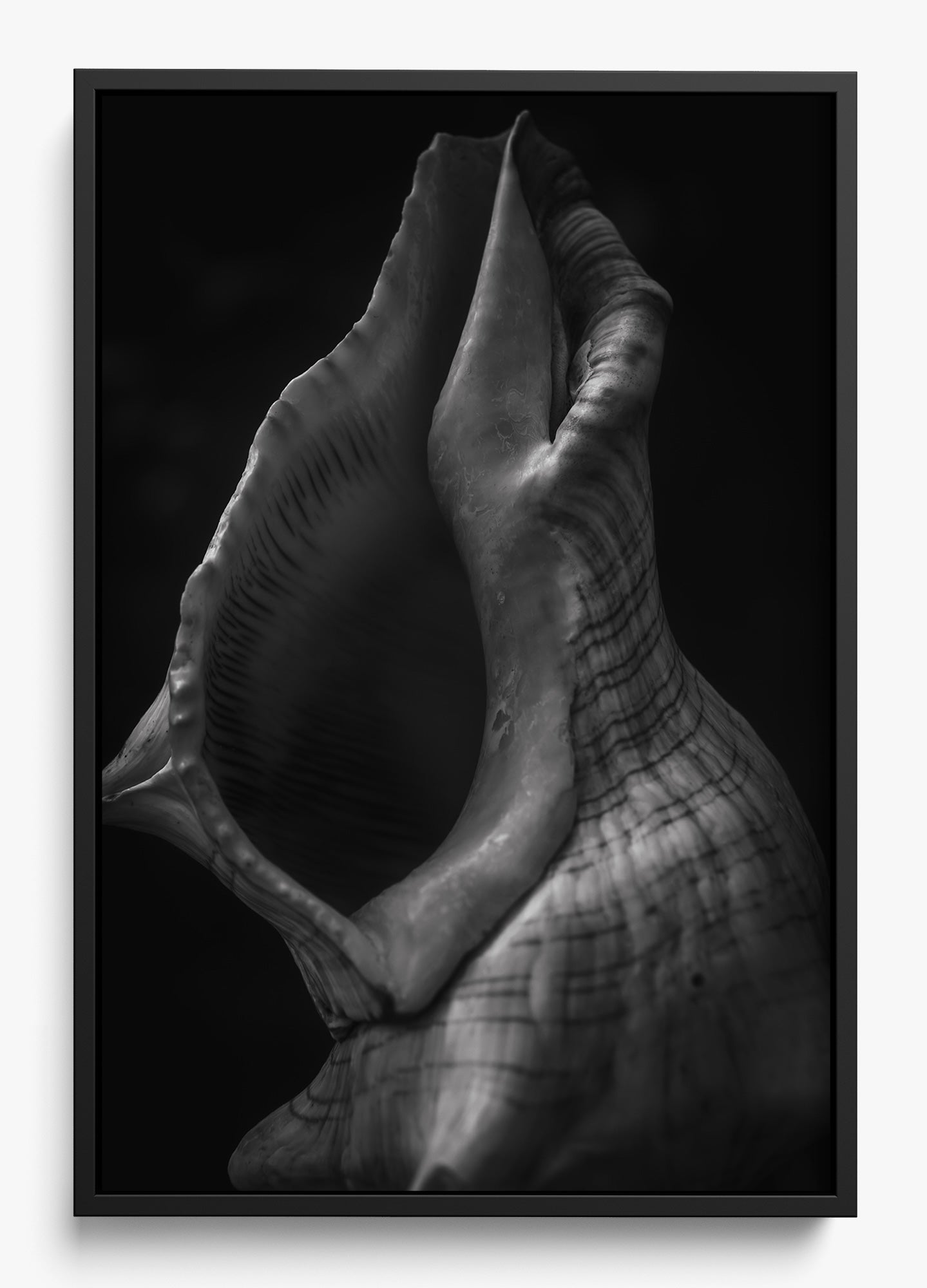 Echo