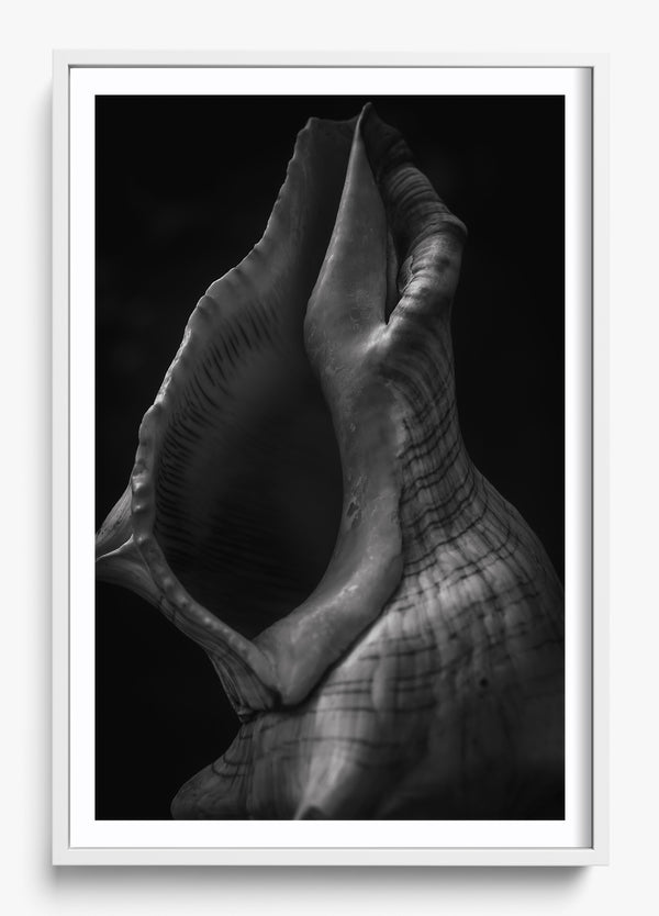 Echo in a White frame