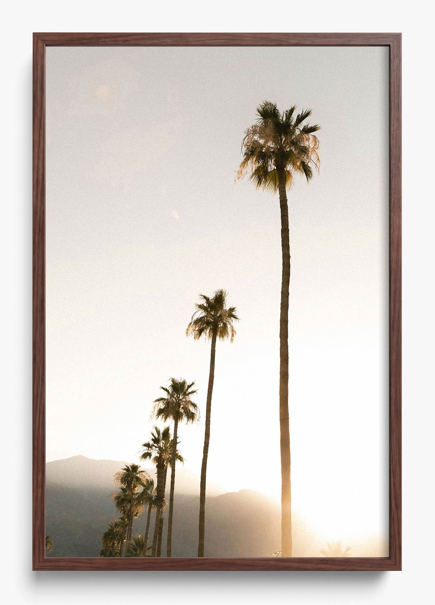 Foggy Palms