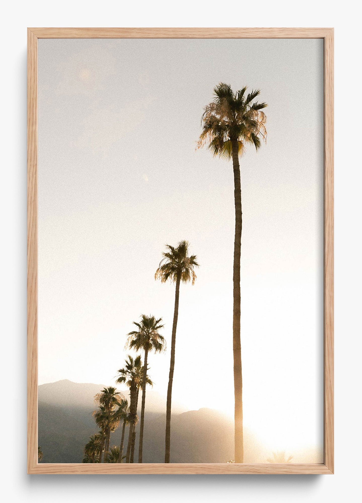Foggy Palms