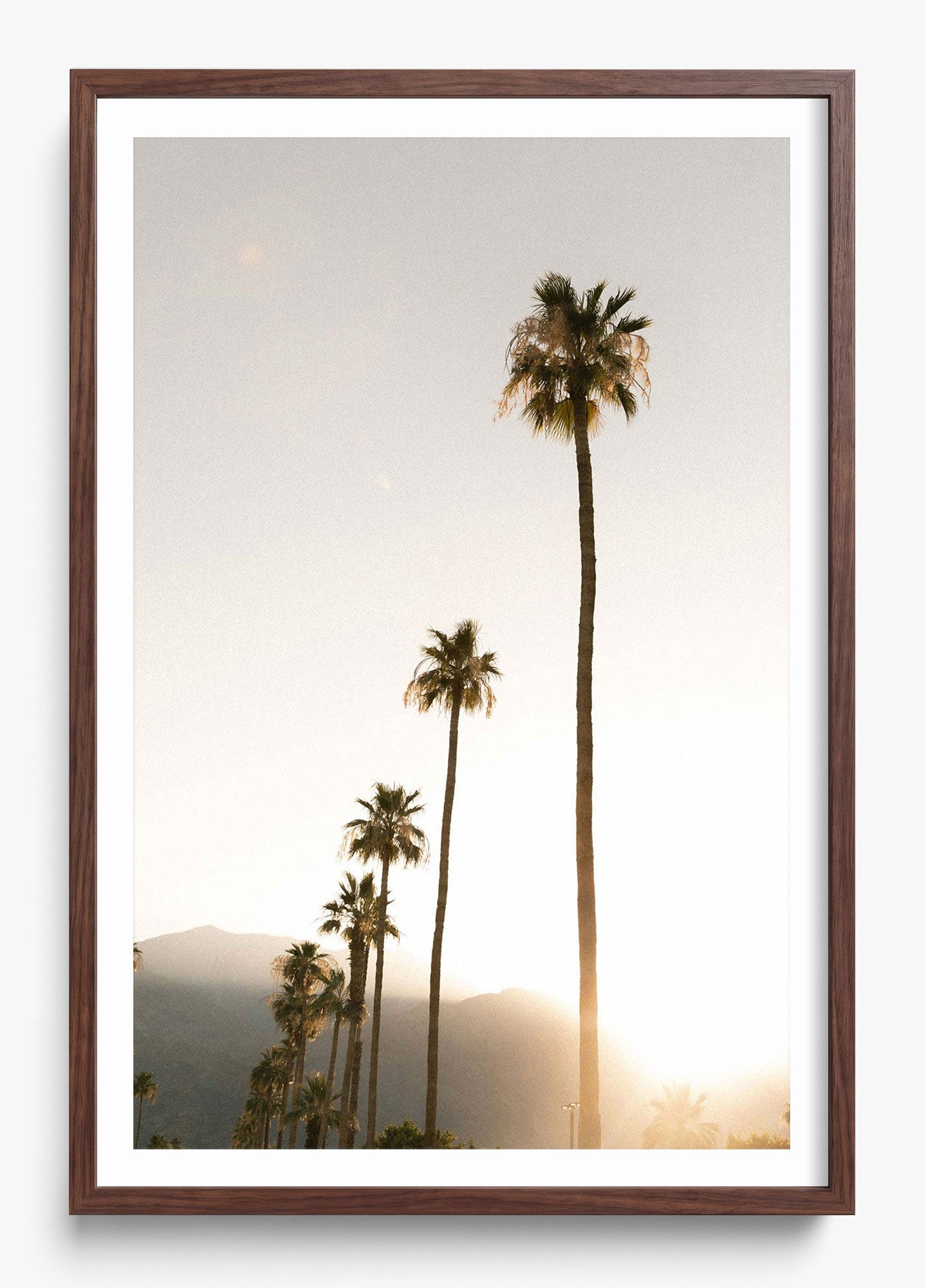 Foggy Palms