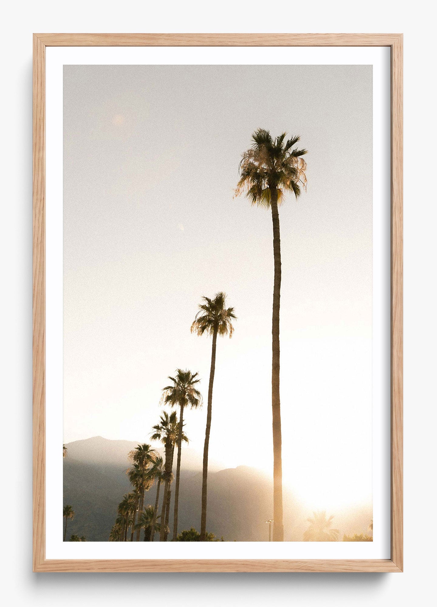 Foggy Palms