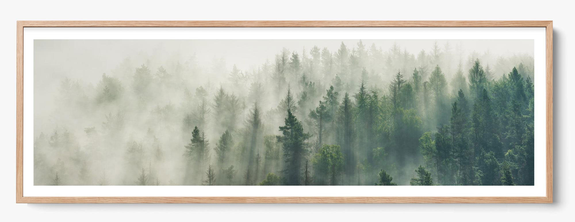 Foggy Pines