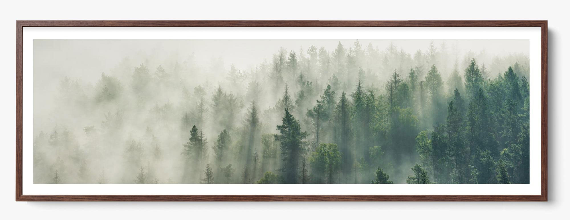 Foggy Pines