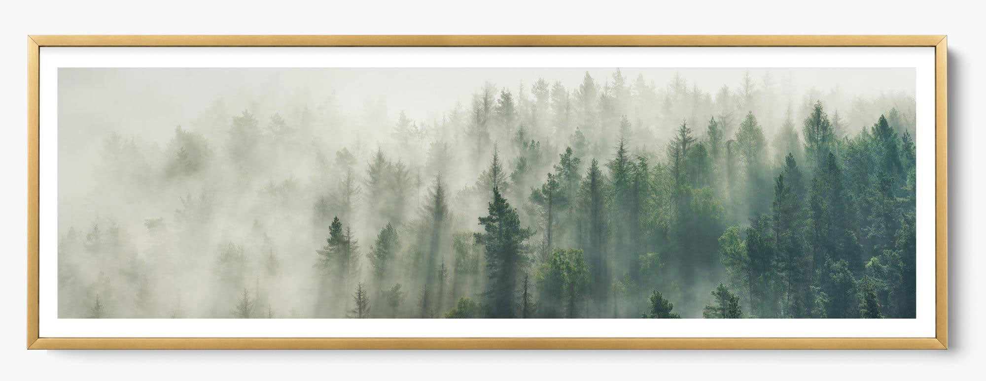 Foggy Pines