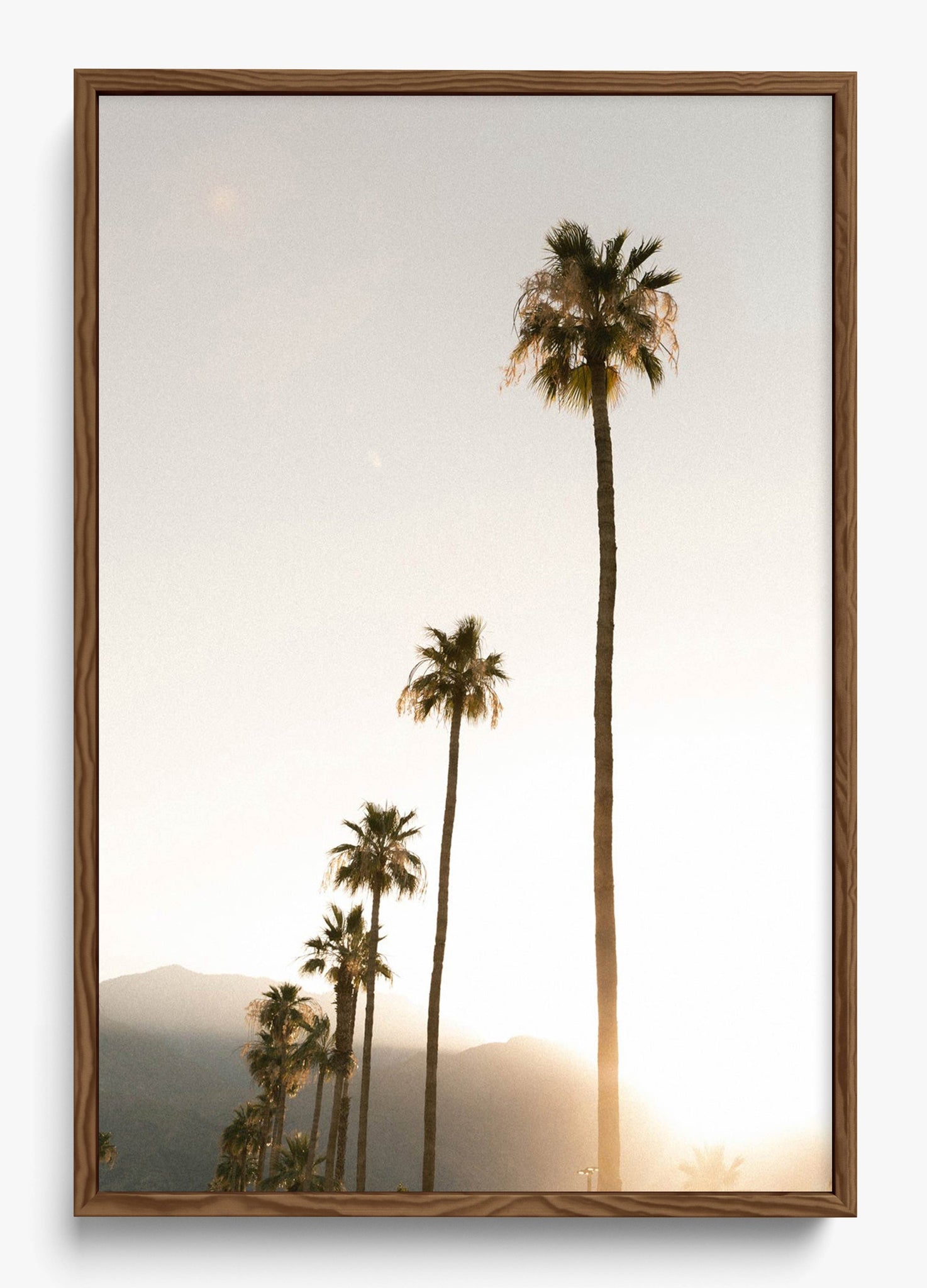 Foggy Palms