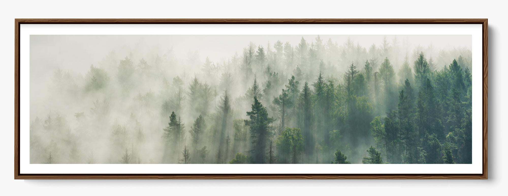 Foggy Pines