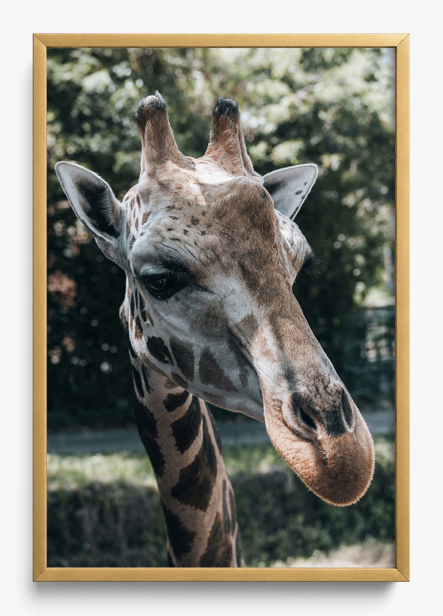 Gentle Giant
