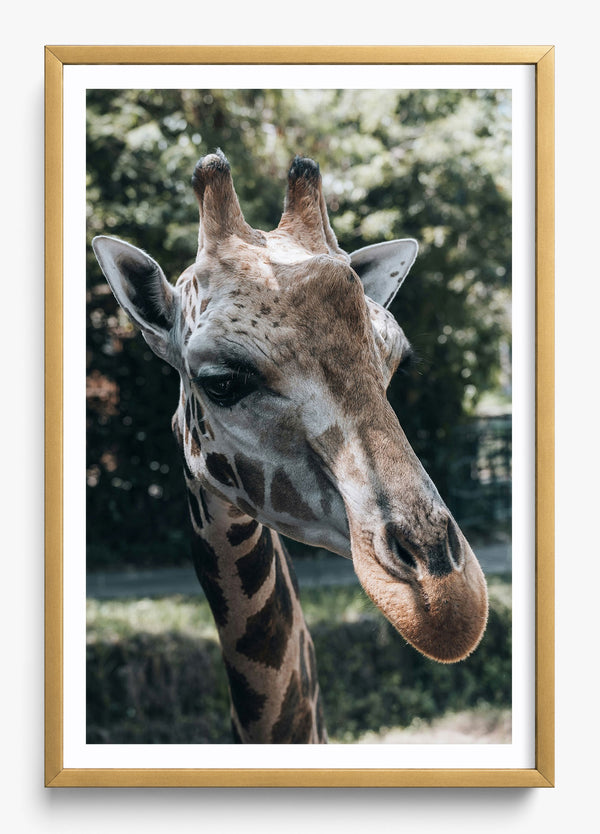 Gentle Giant in a Gold frame