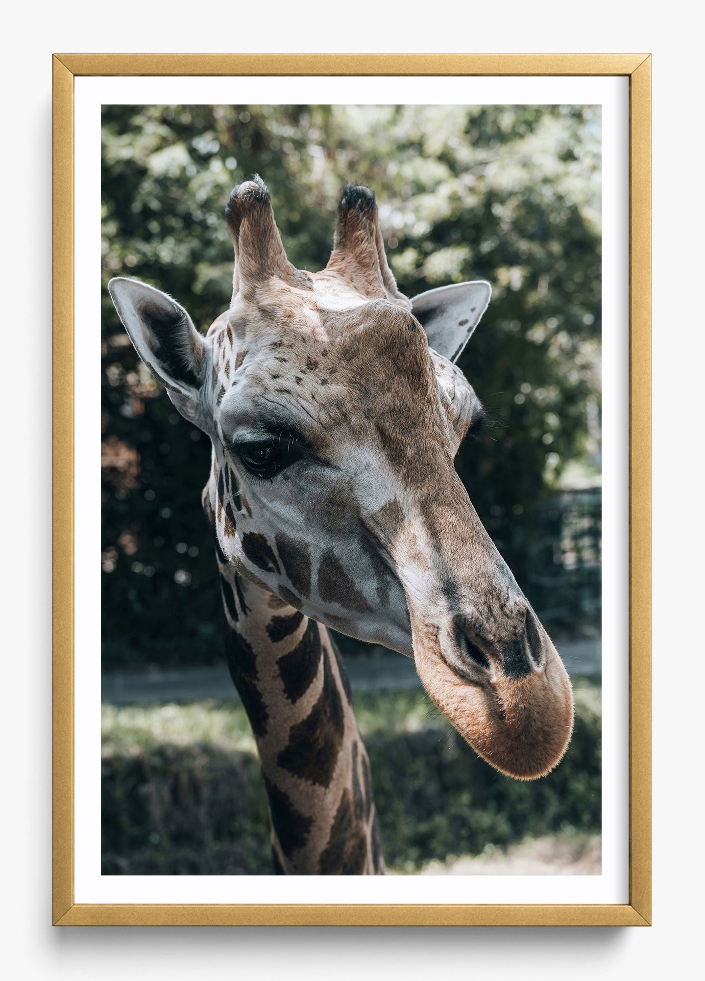 Gentle Giant