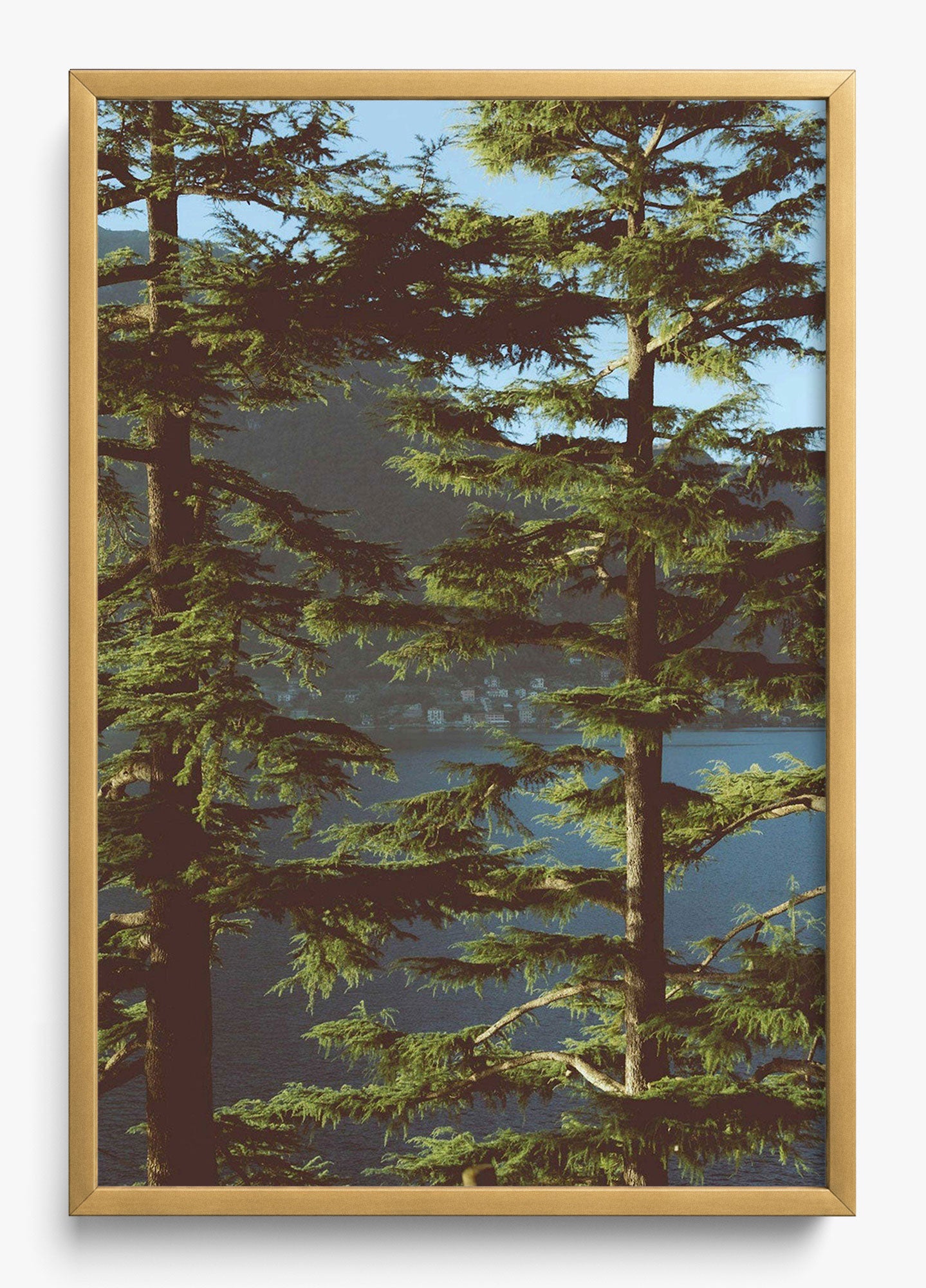 Growing Tall