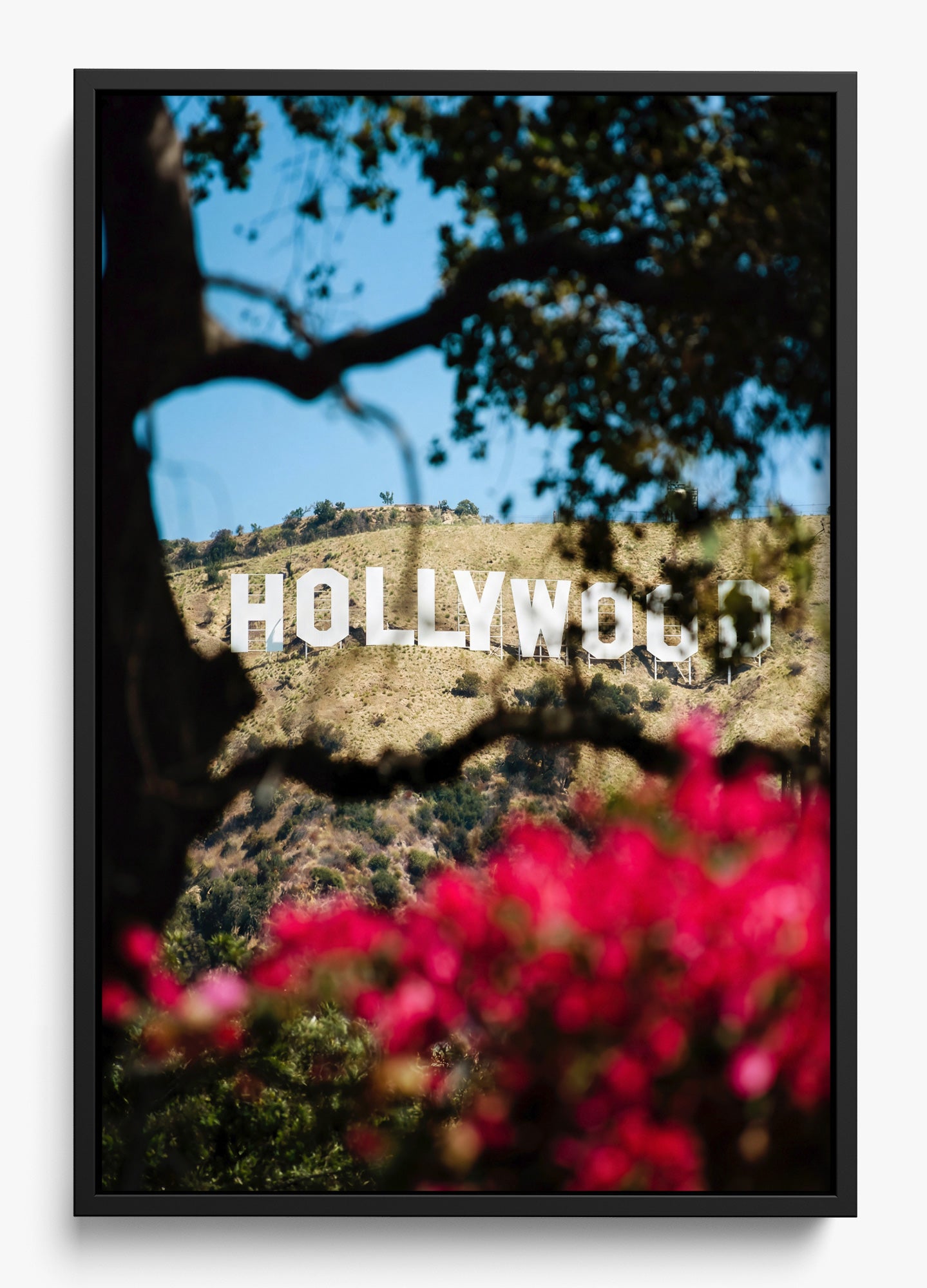 The Hollywood Dream