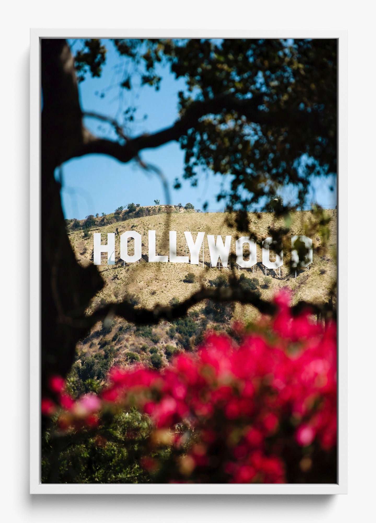 The Hollywood Dream