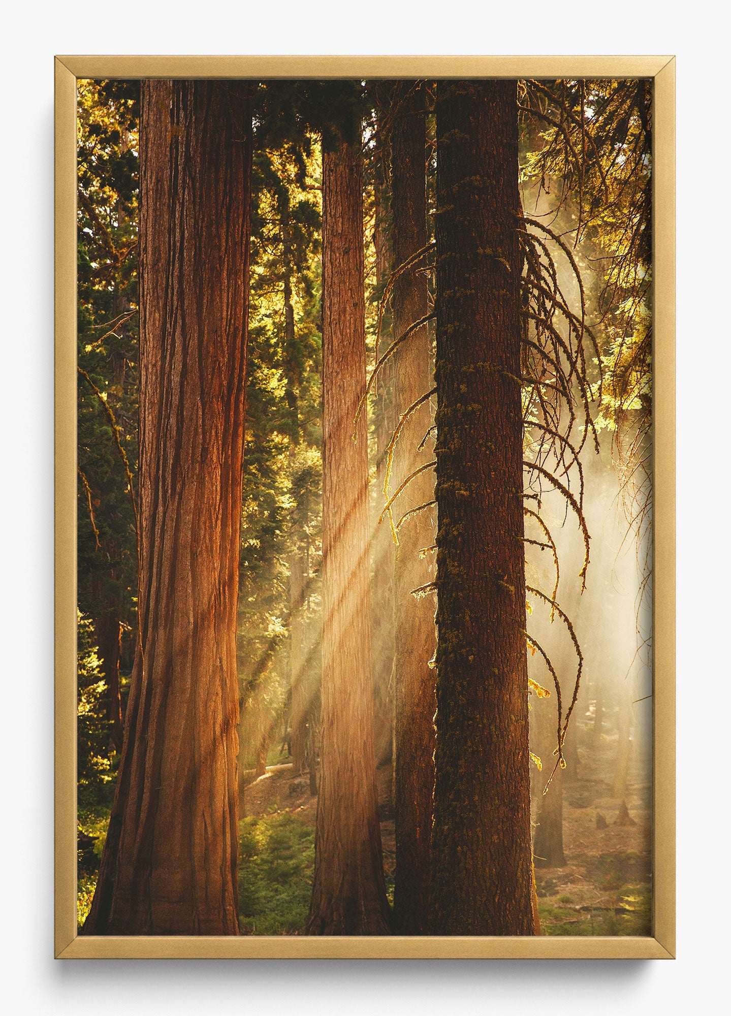 Into The Wilderness