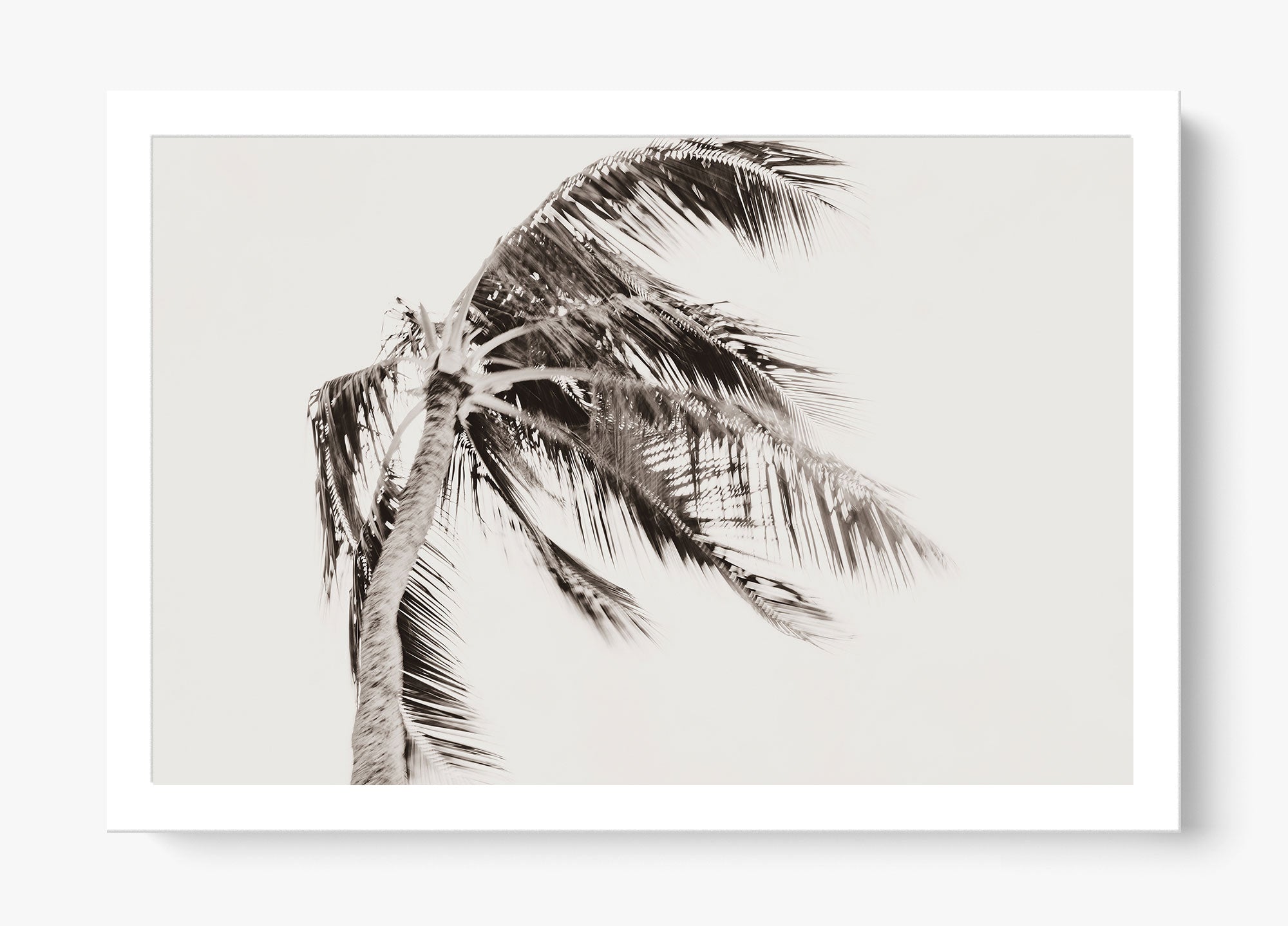 Island Breeze