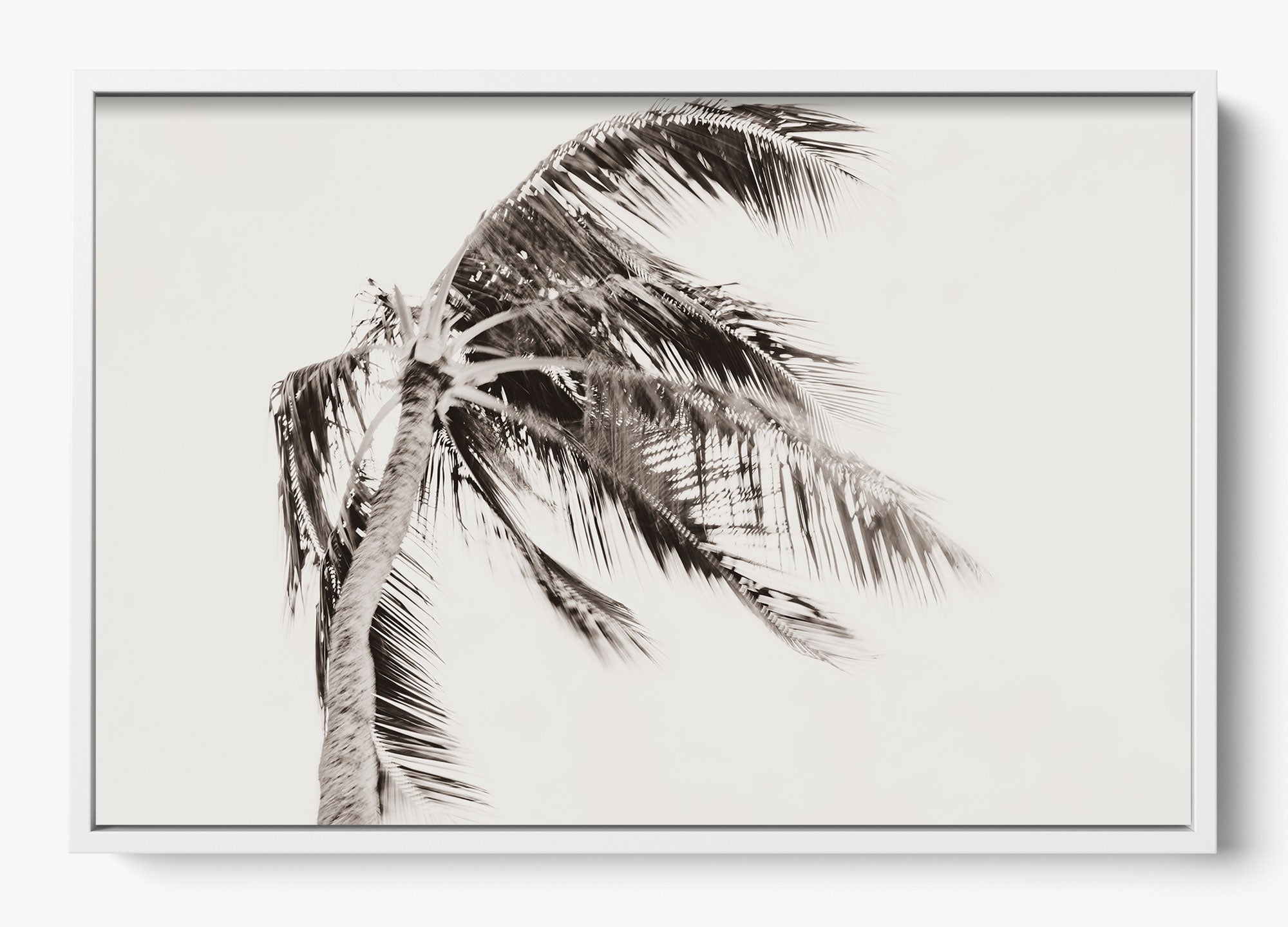 Island Breeze