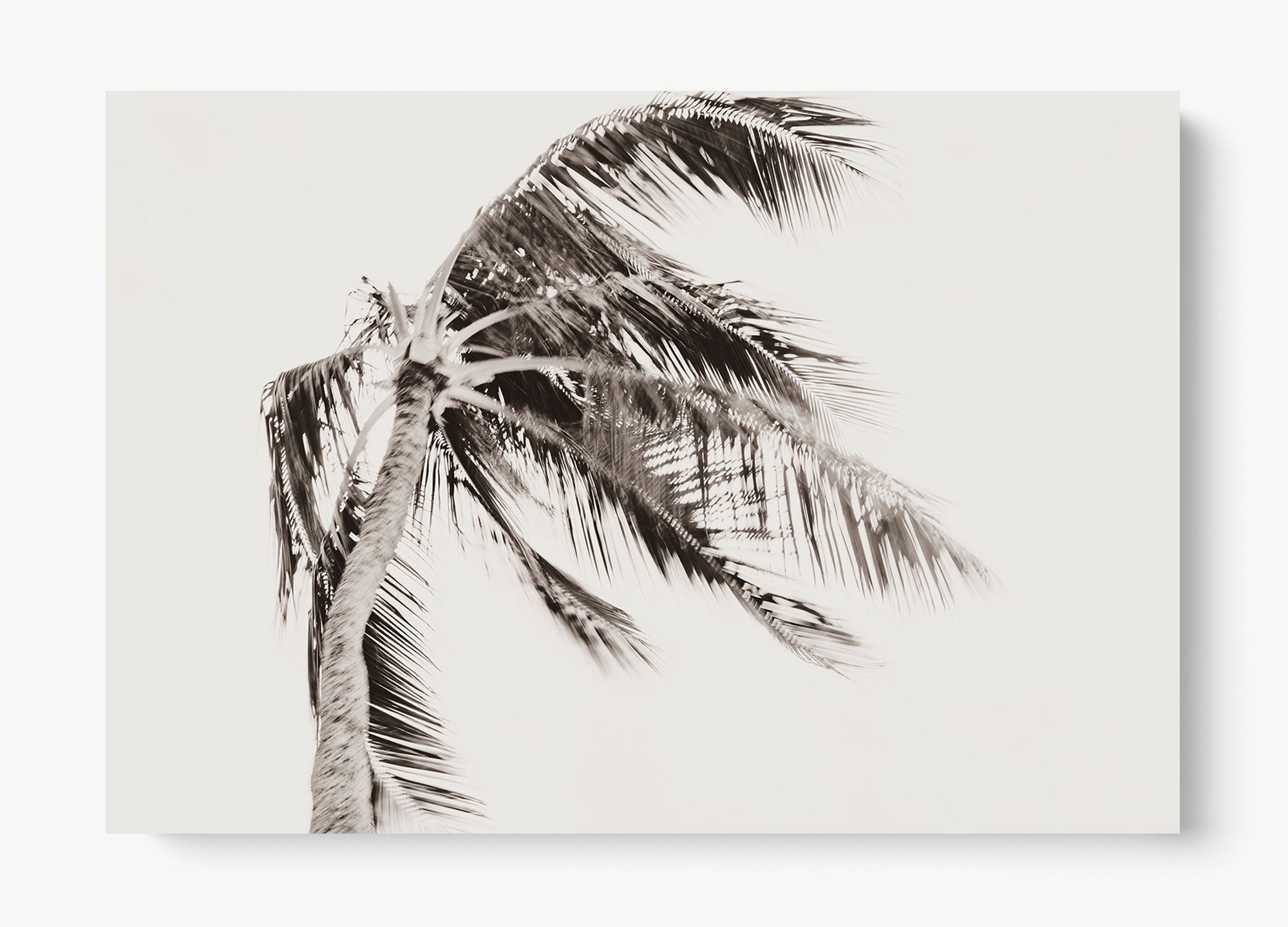Island Breeze
