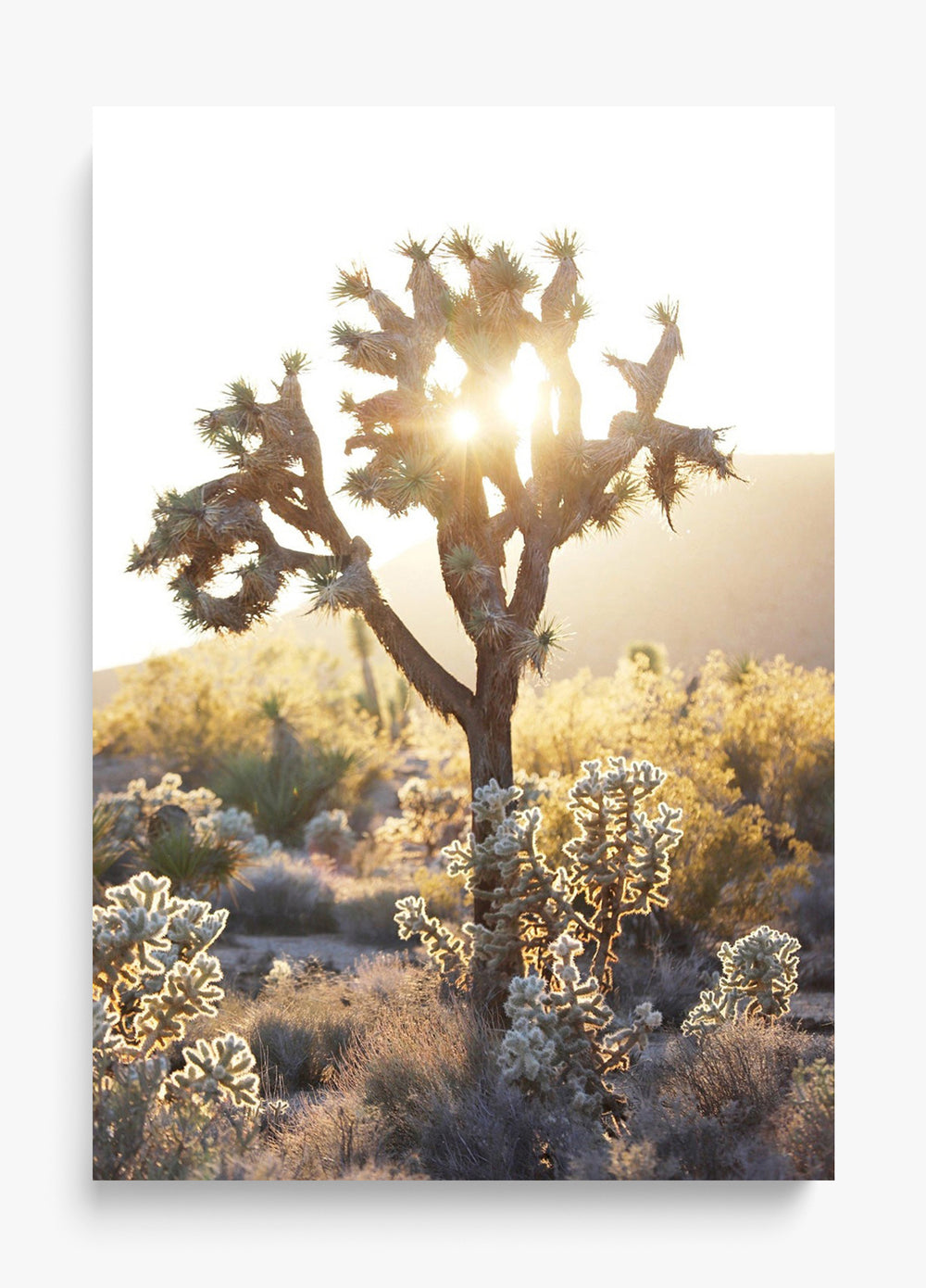 Joshua Tree Sunset Unframed