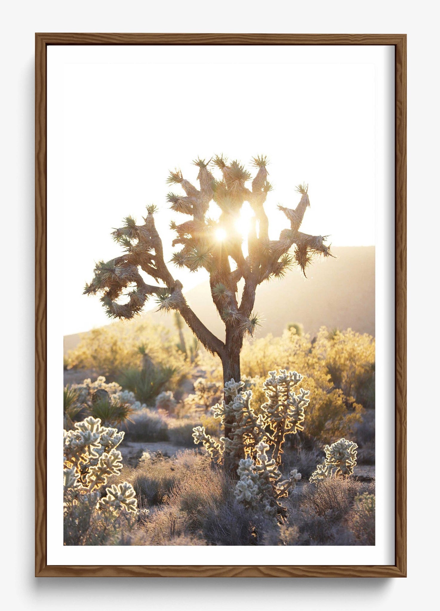 Joshua Tree Sunset