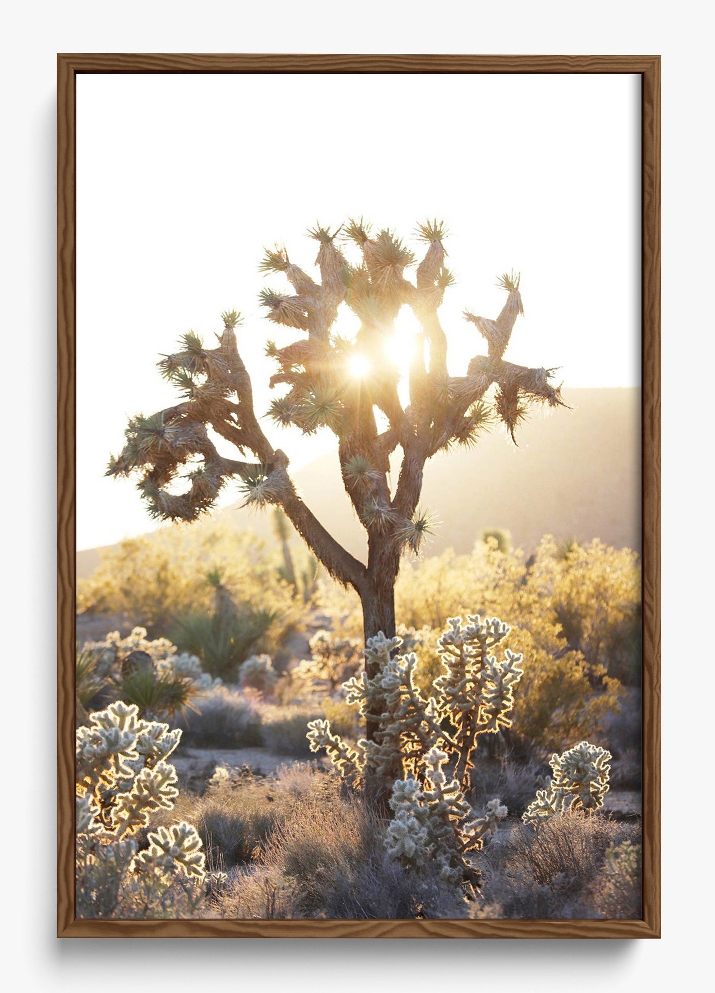Joshua Tree Sunset