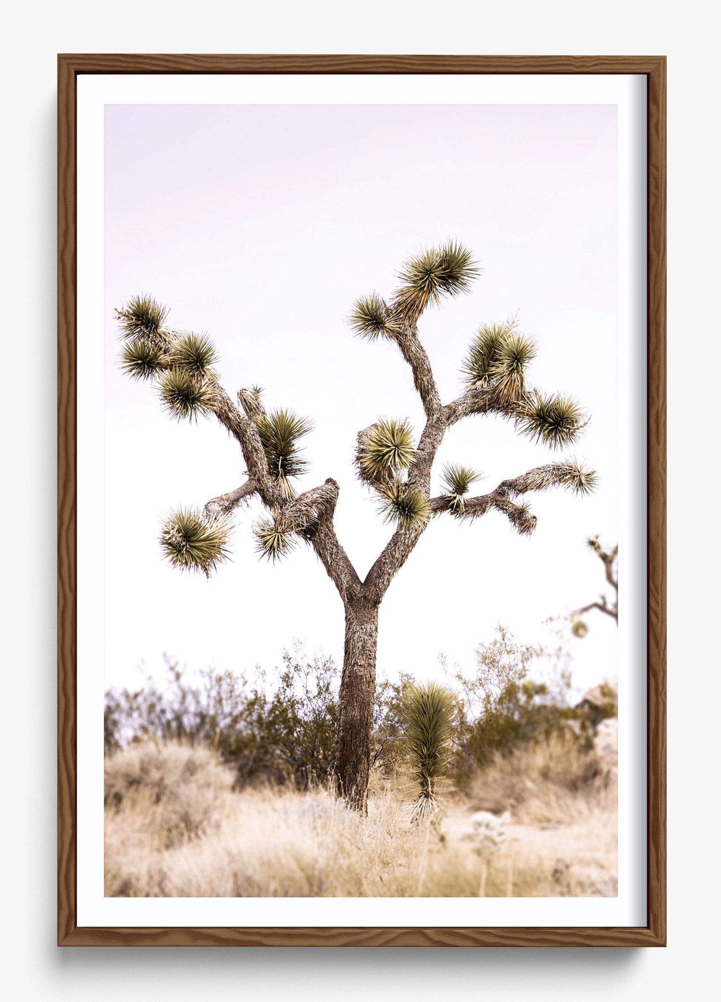 Joshua Tree