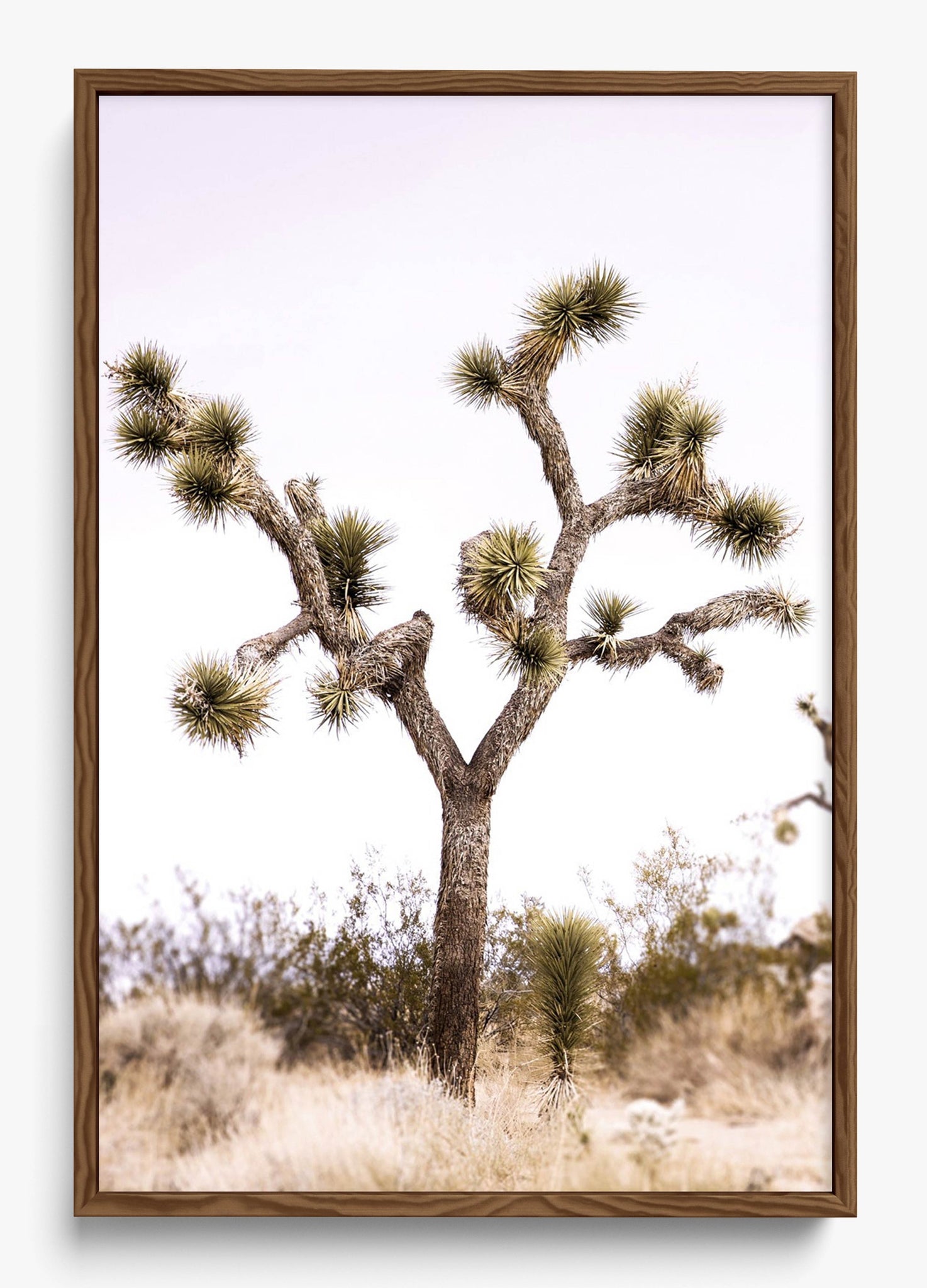 Joshua Tree