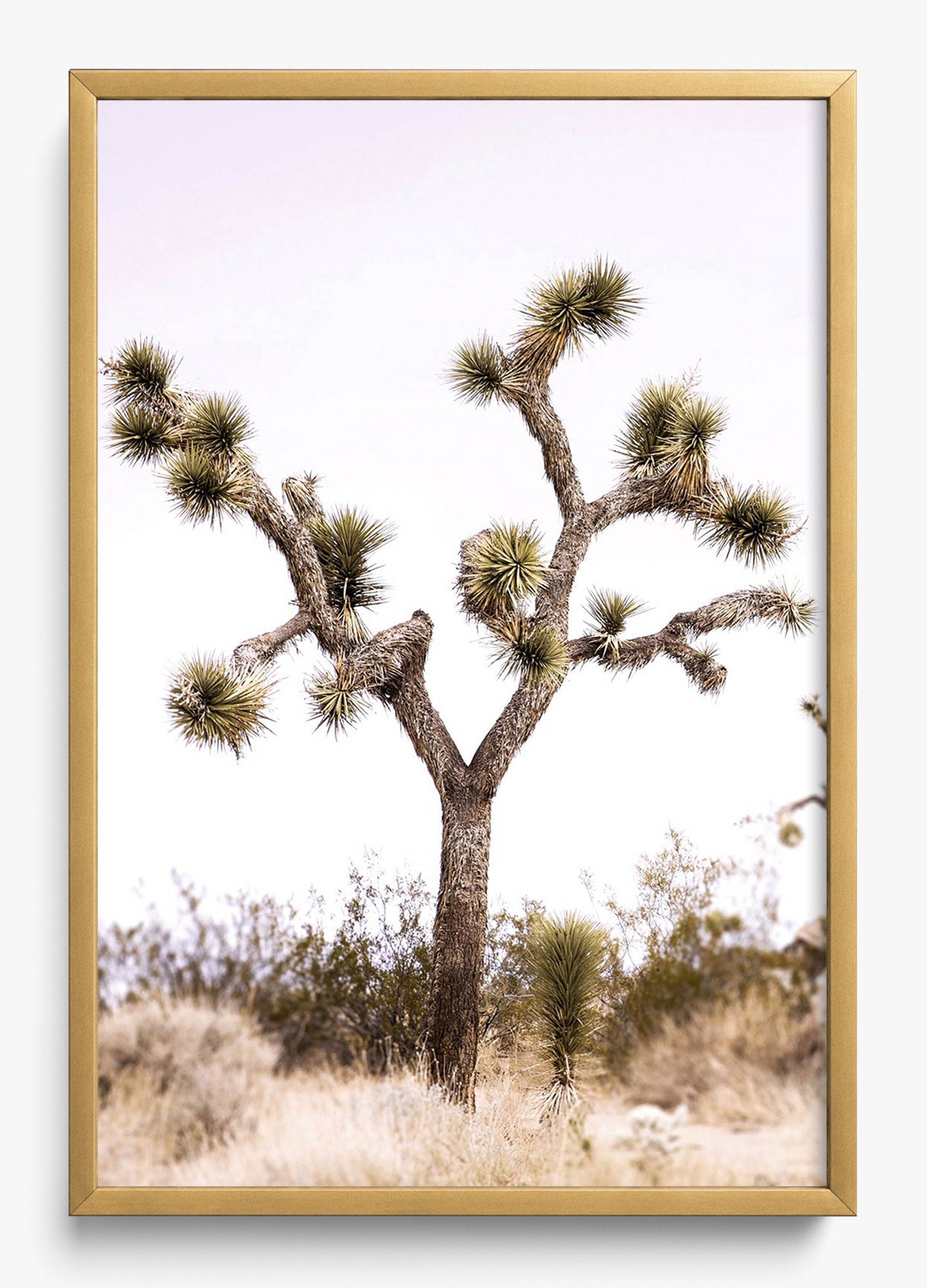 Joshua Tree
