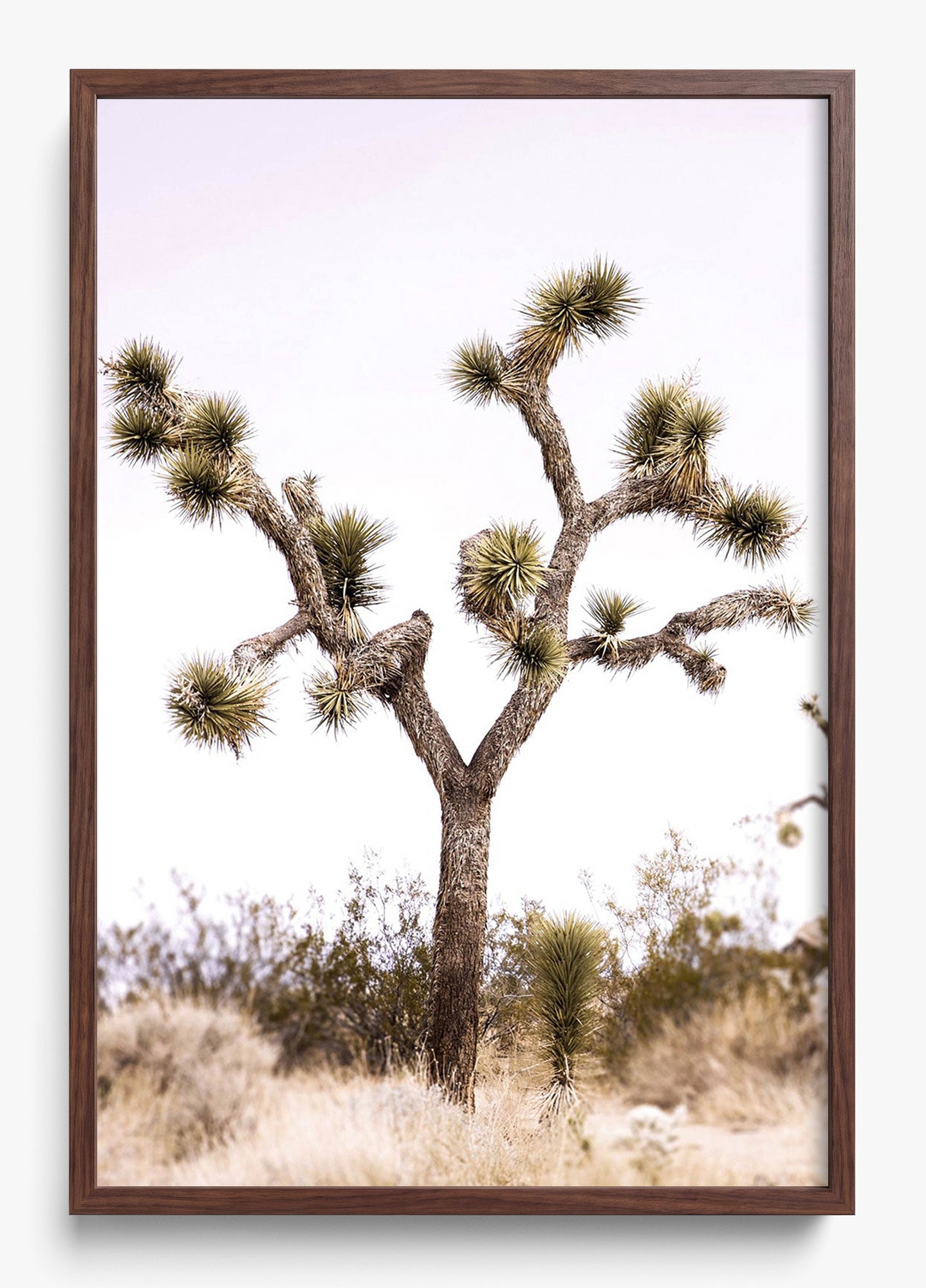 Joshua Tree