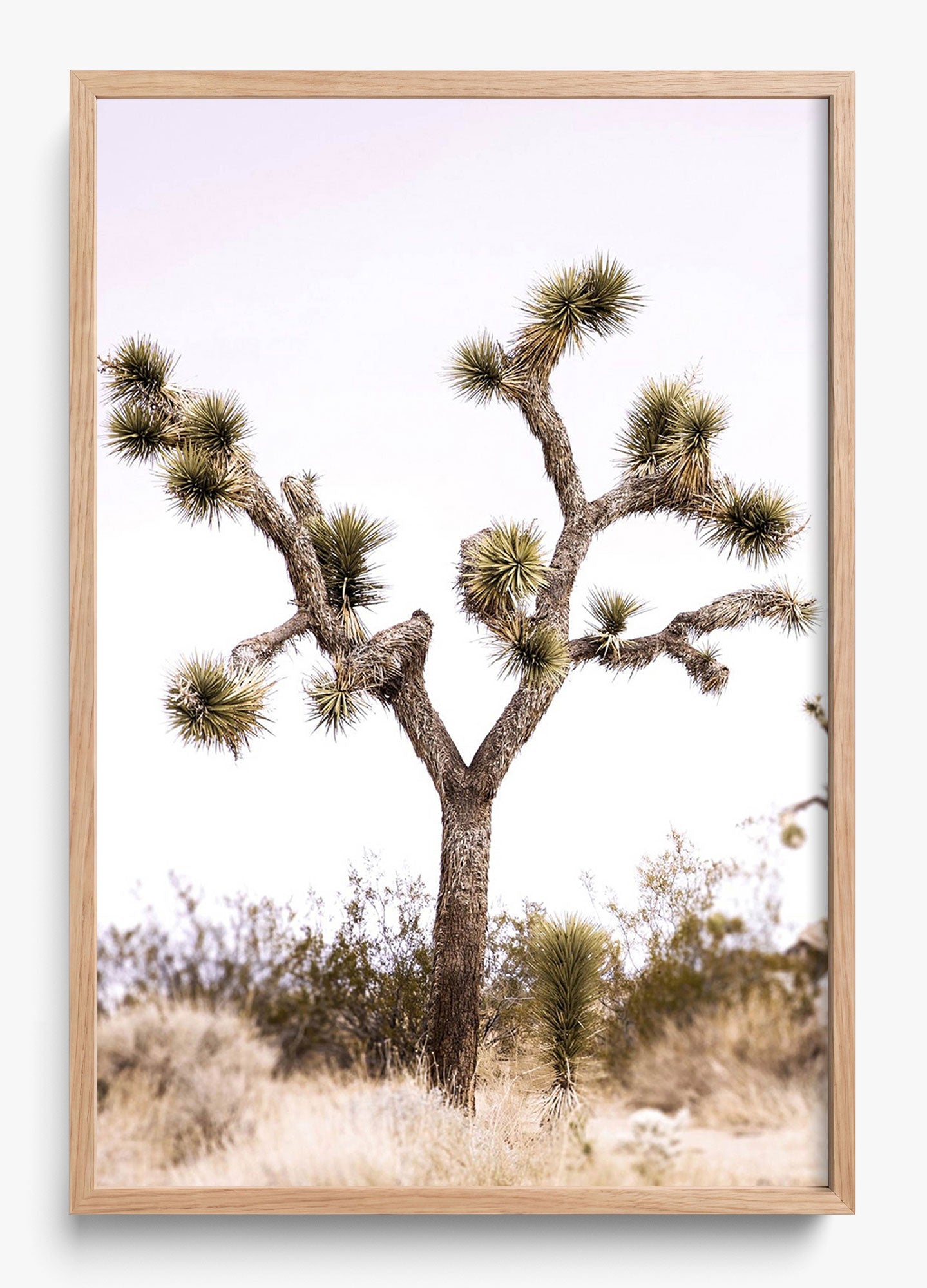 Joshua Tree