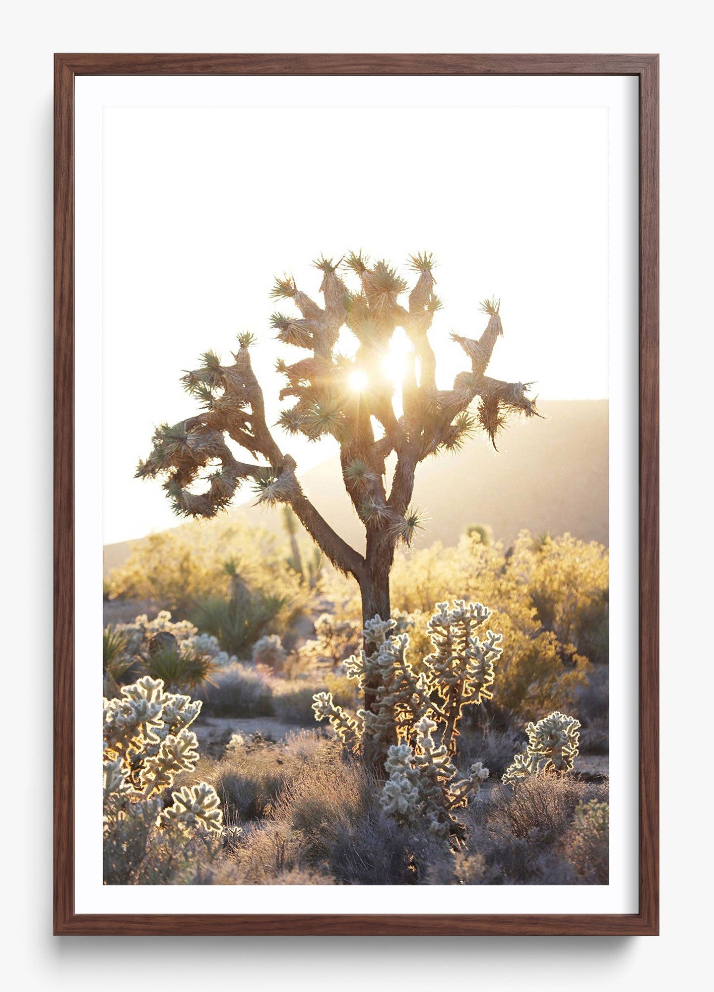 Joshua Tree Sunset