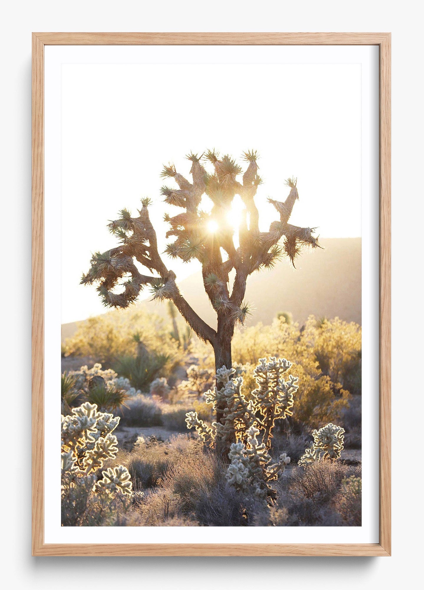 Joshua Tree Sunset