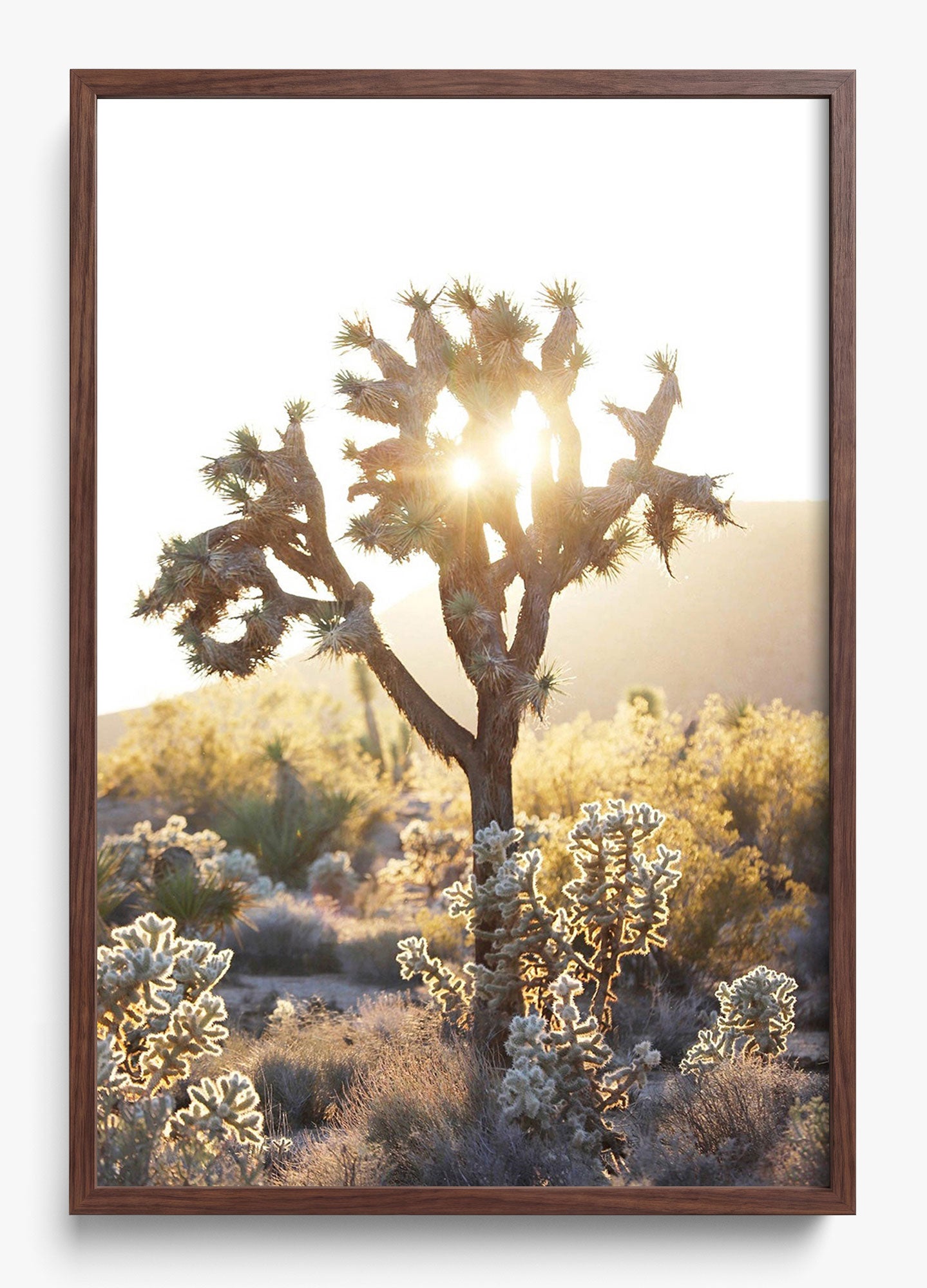 Joshua Tree Sunset