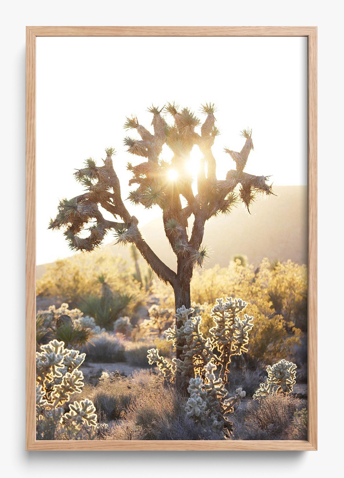 Joshua Tree Sunset
