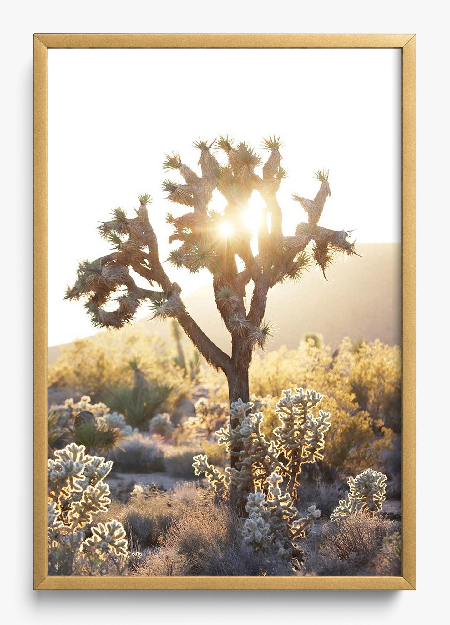 Joshua Tree Sunset