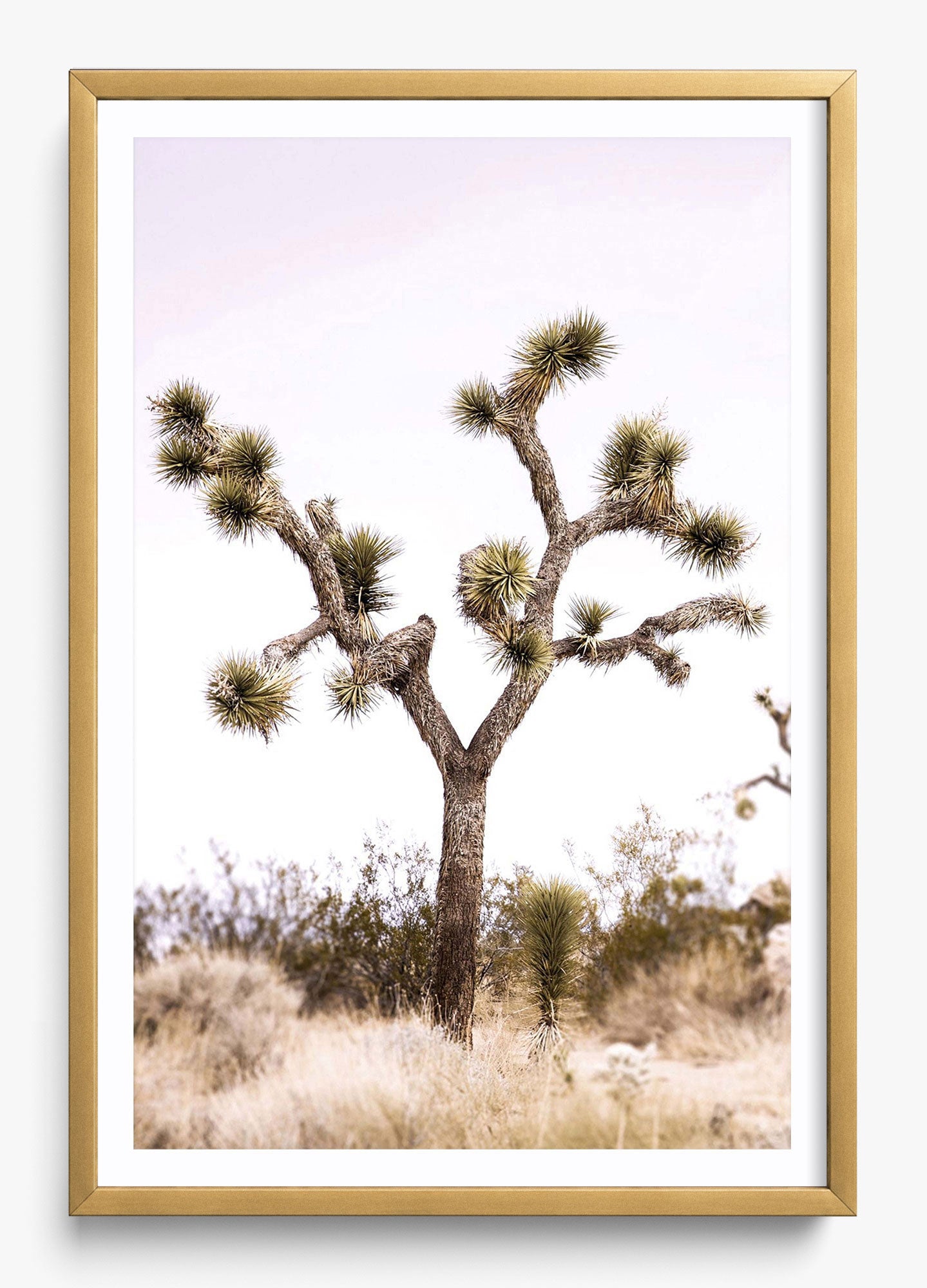 Joshua Tree