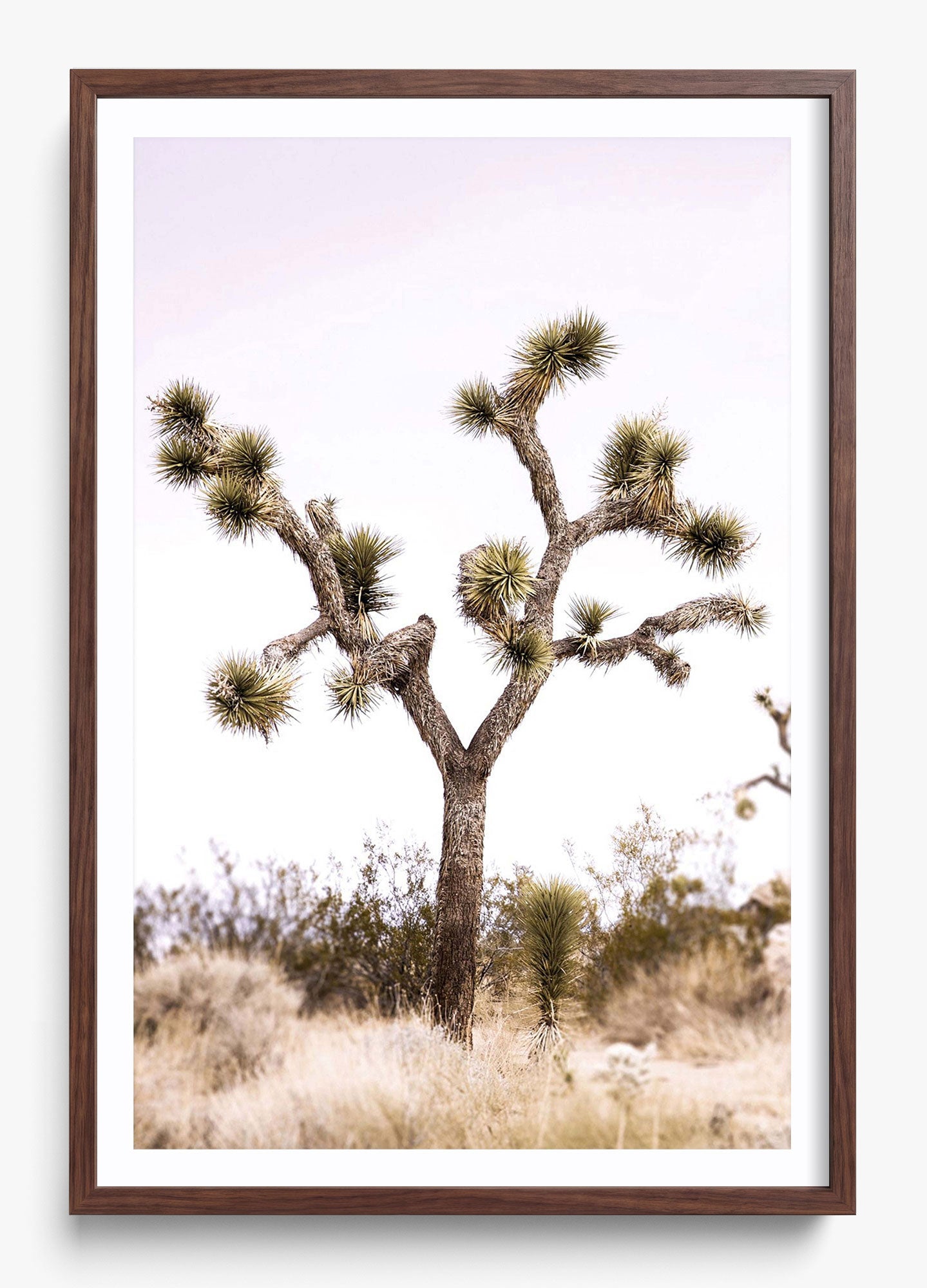 Joshua Tree