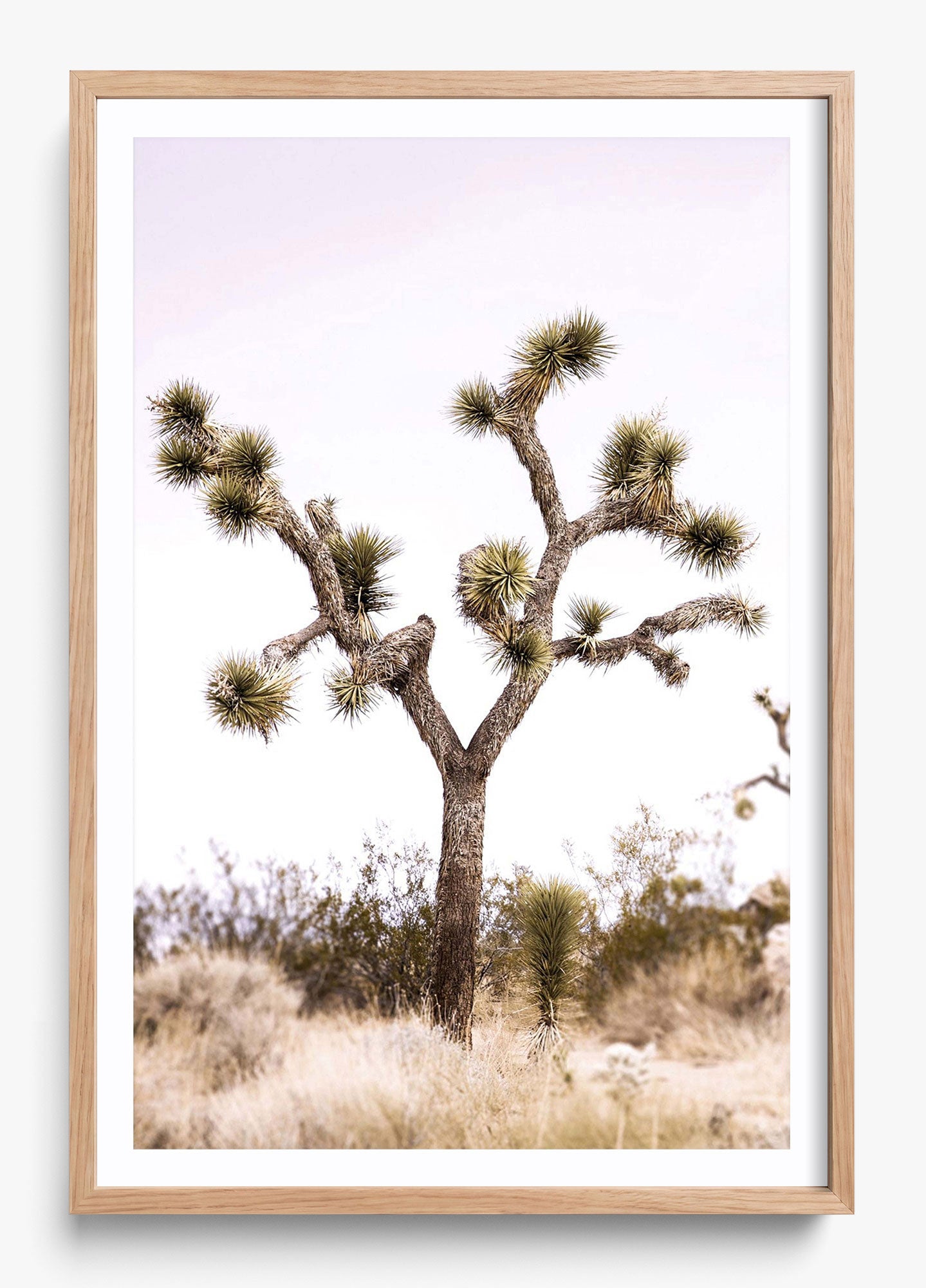 Joshua Tree