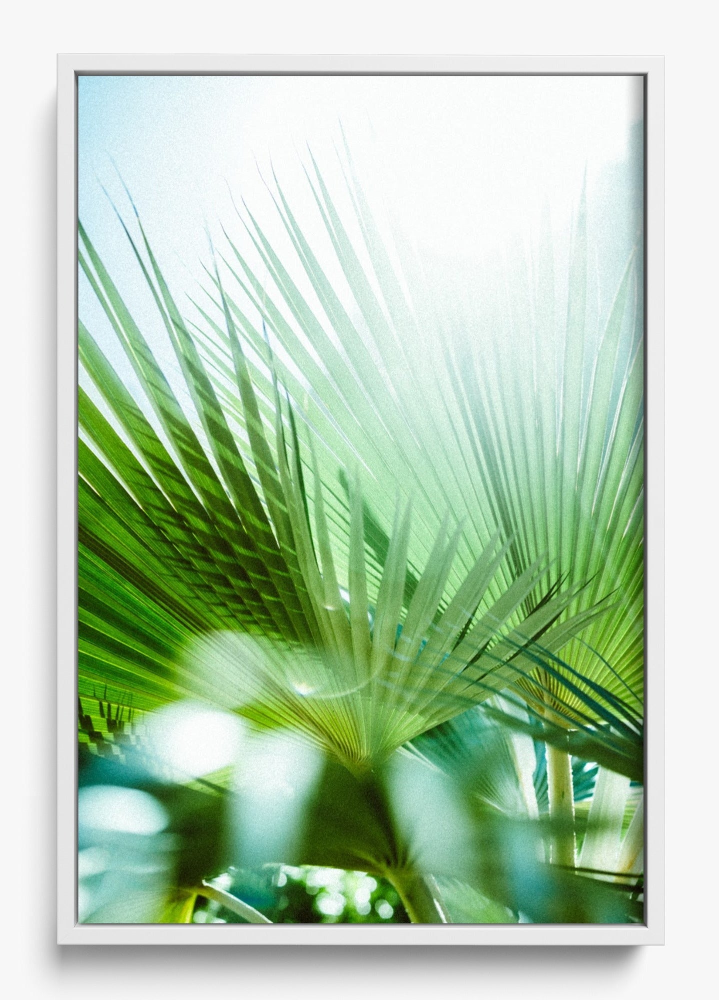 Wet Palms
