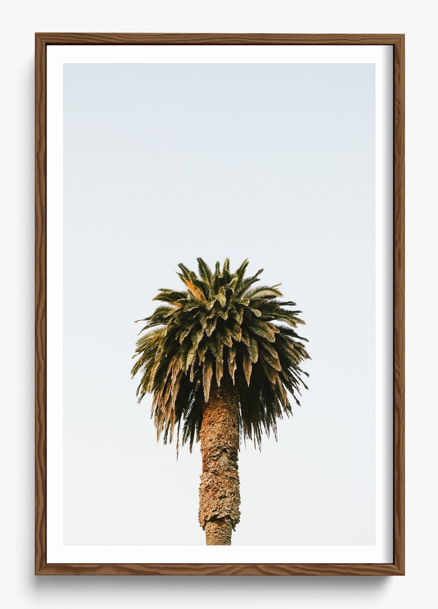 Morning Palm