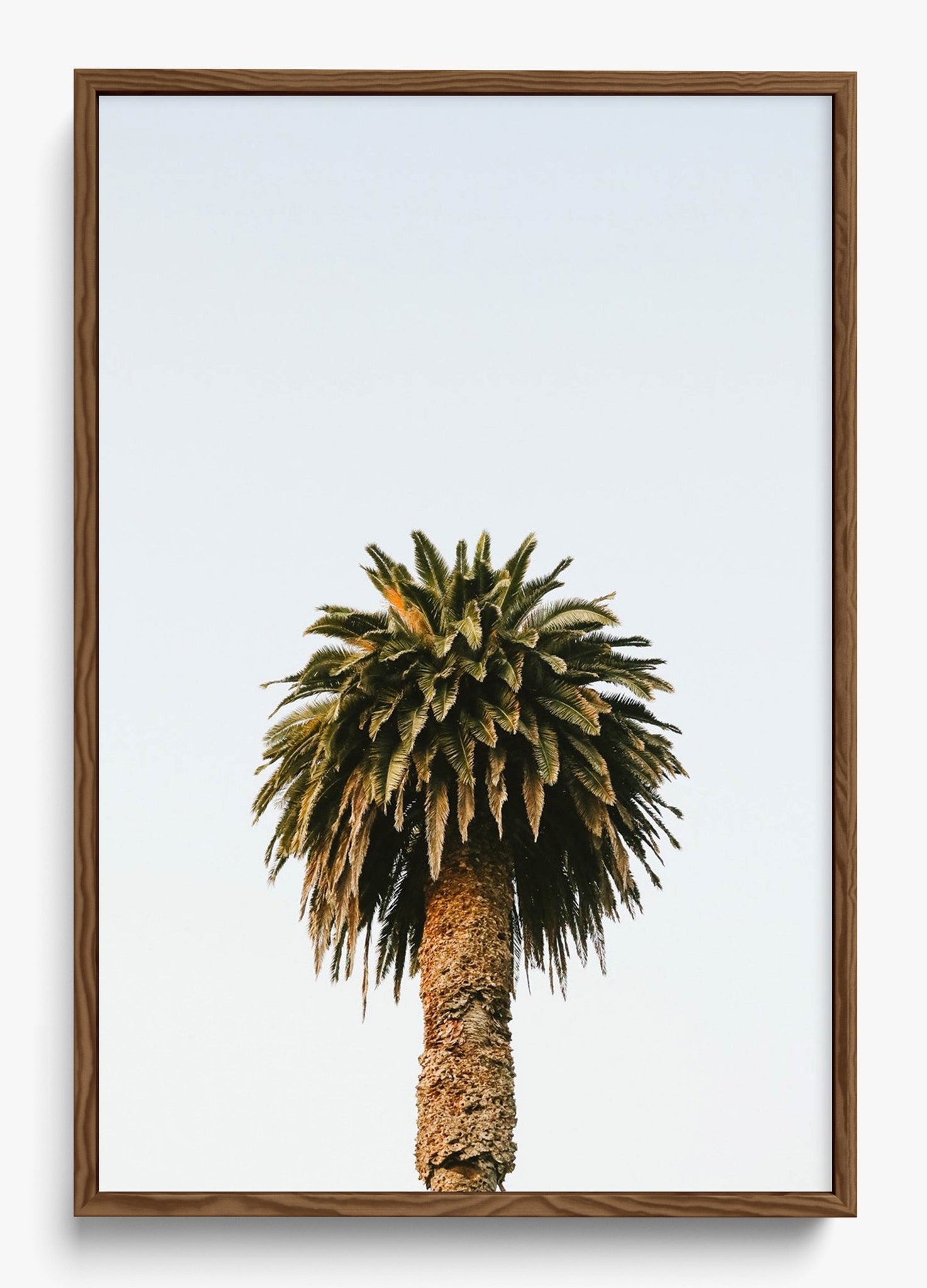 Morning Palm