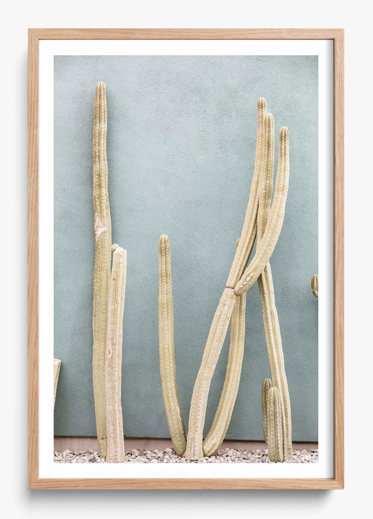 Melrose Cacti